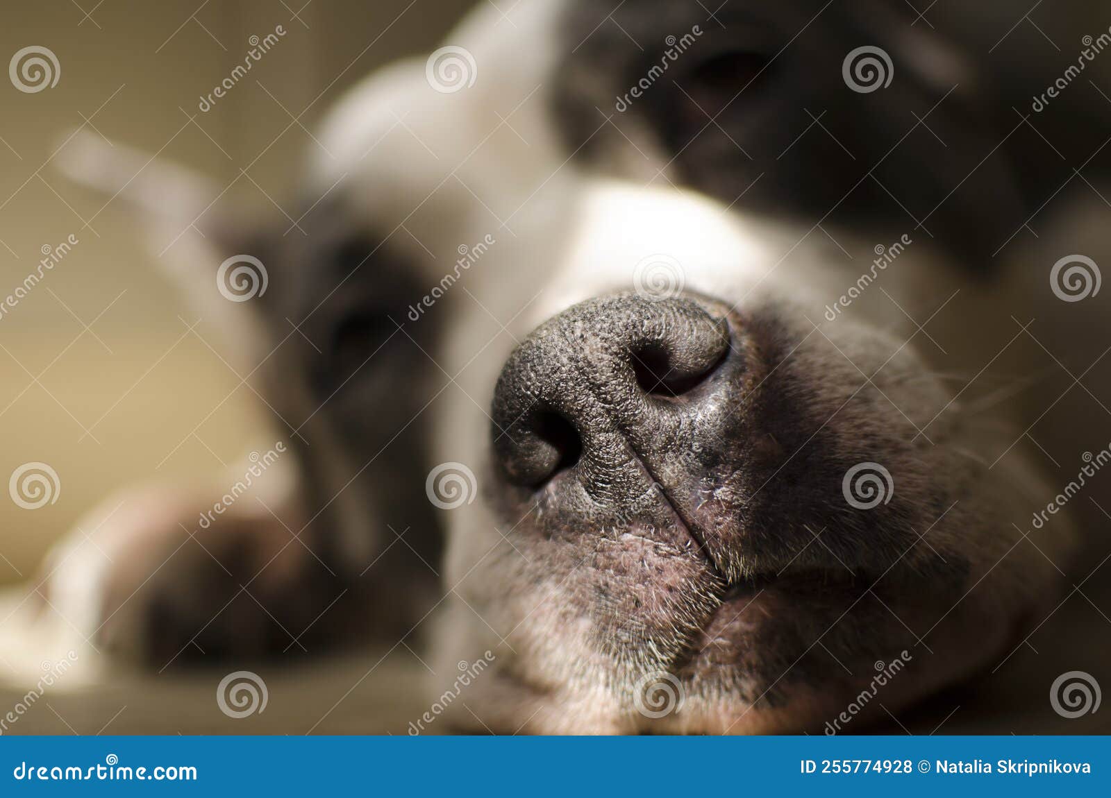 The Dog Sleeps on the Floor Under the Rays of the Sun Stock Photo