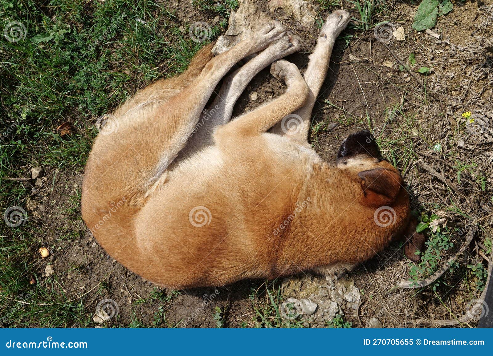 Dog sleeps on the ground stock image. Image of puppy 270705655