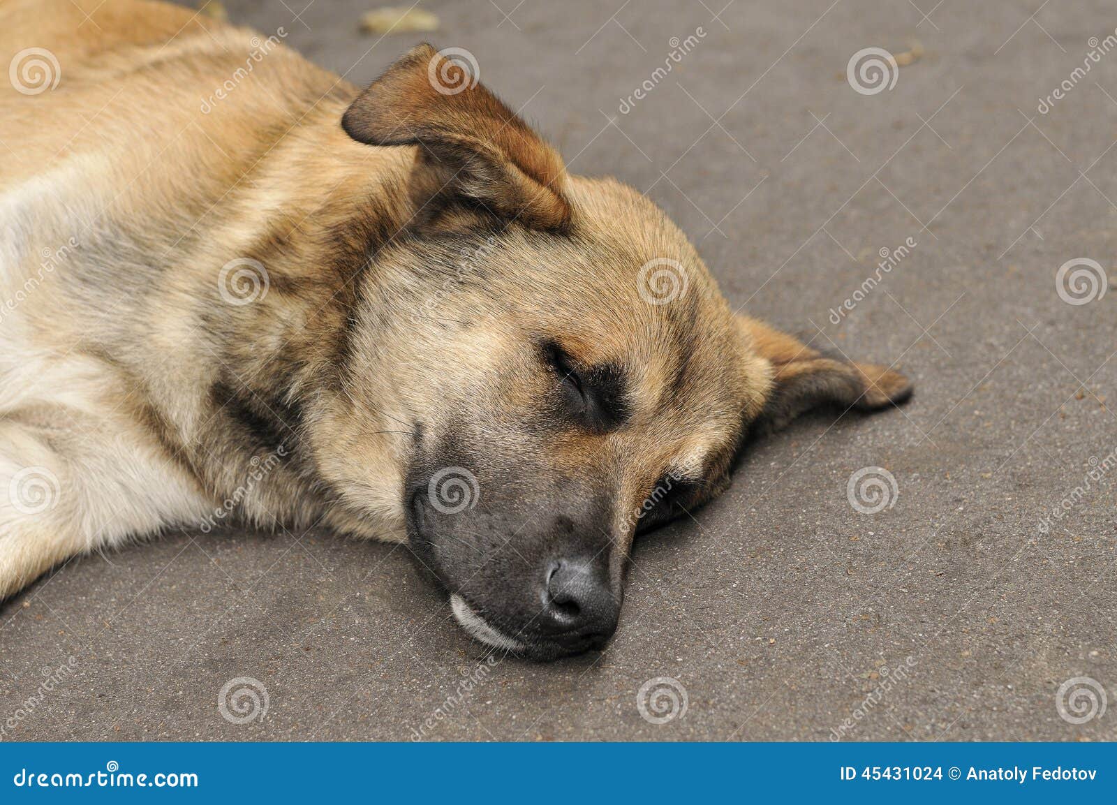 A Dog Sleeps on the Pavement Stock Photo Image of charity, tired