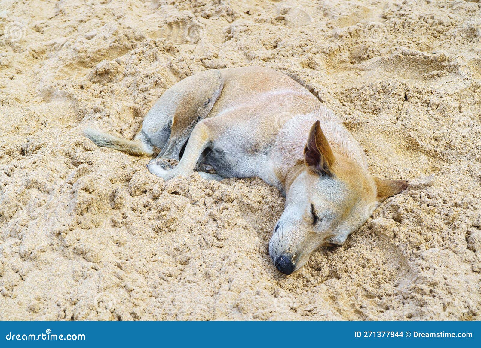 Dog Sleeps in Sand in Sri Lanka Stock Photo Image of brown, summer 271377844