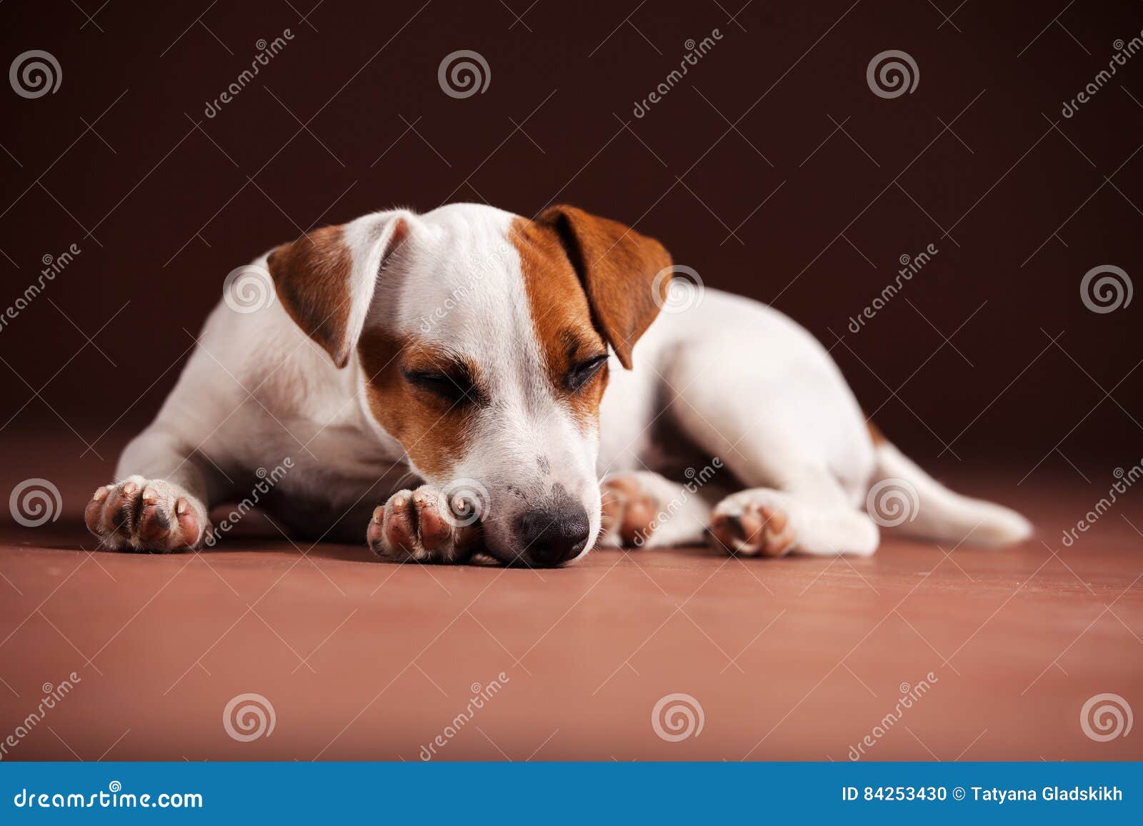 Dog slipping stock photo. Image of resting, dogs, russell 84253430