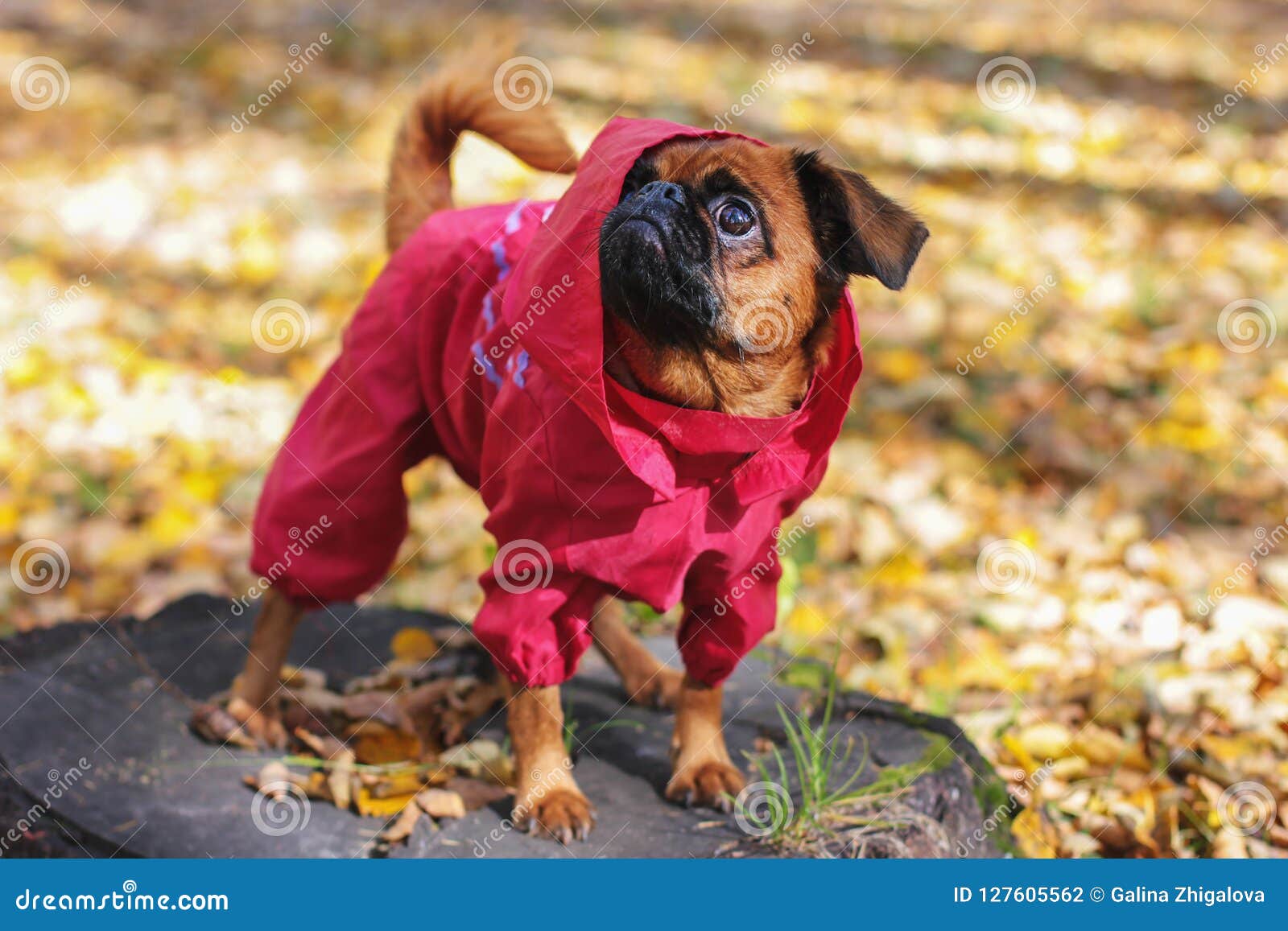 Dog Small Brabanson with Chestnut Color Wearing in Red Overall Stock ...