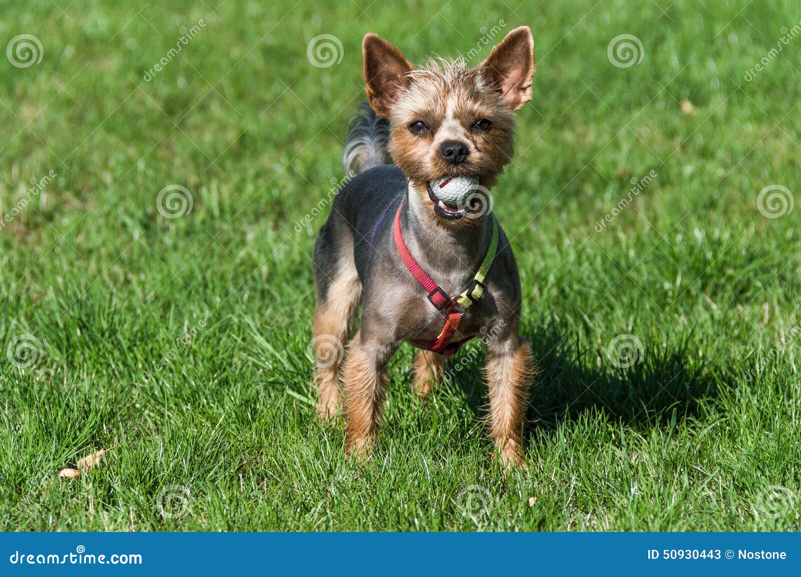 Dog stock image. Image of baseball, black, golf, ball 50930443