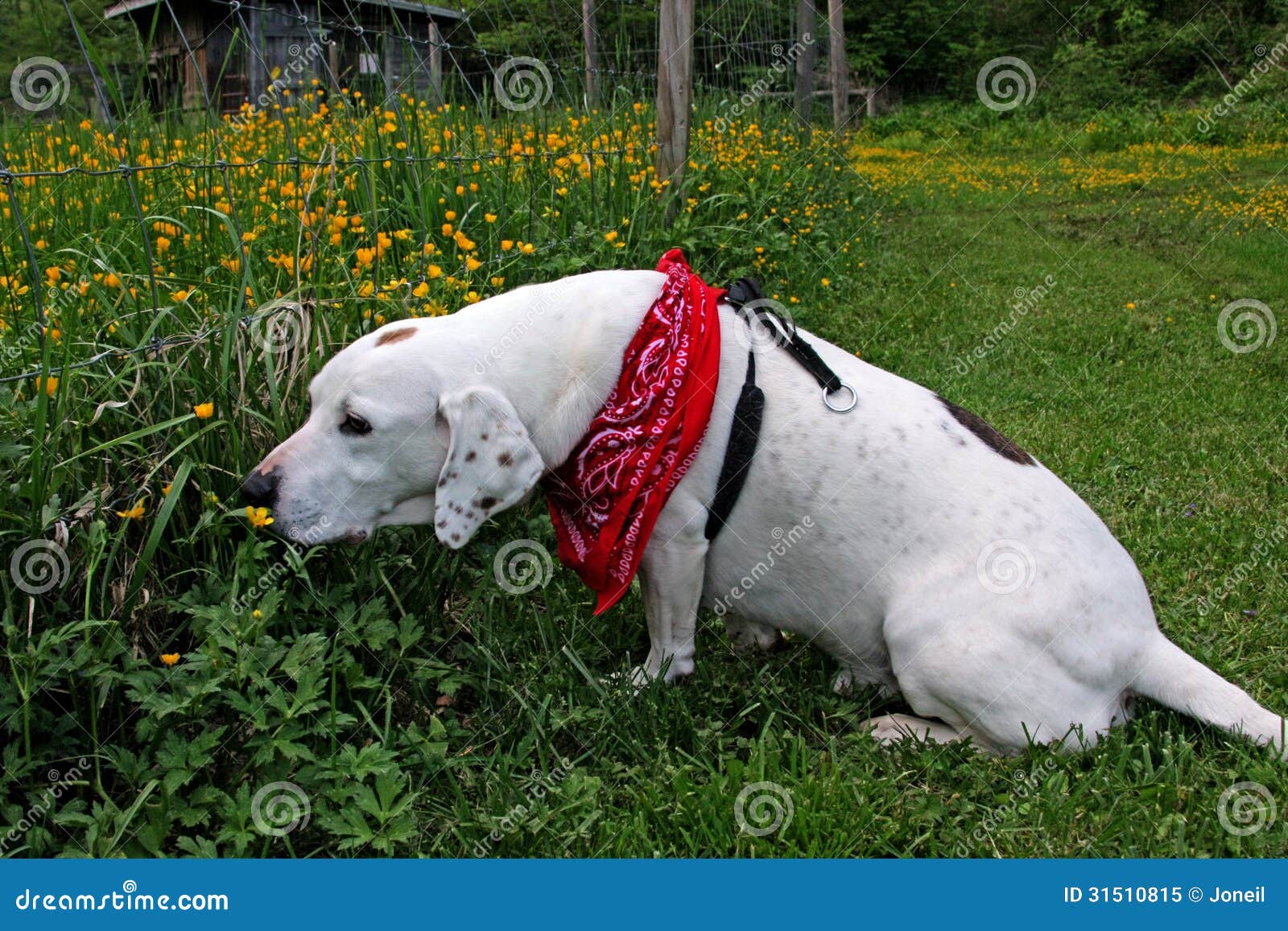 Dog smelling buttercups stock image. Image of flowering 31510815