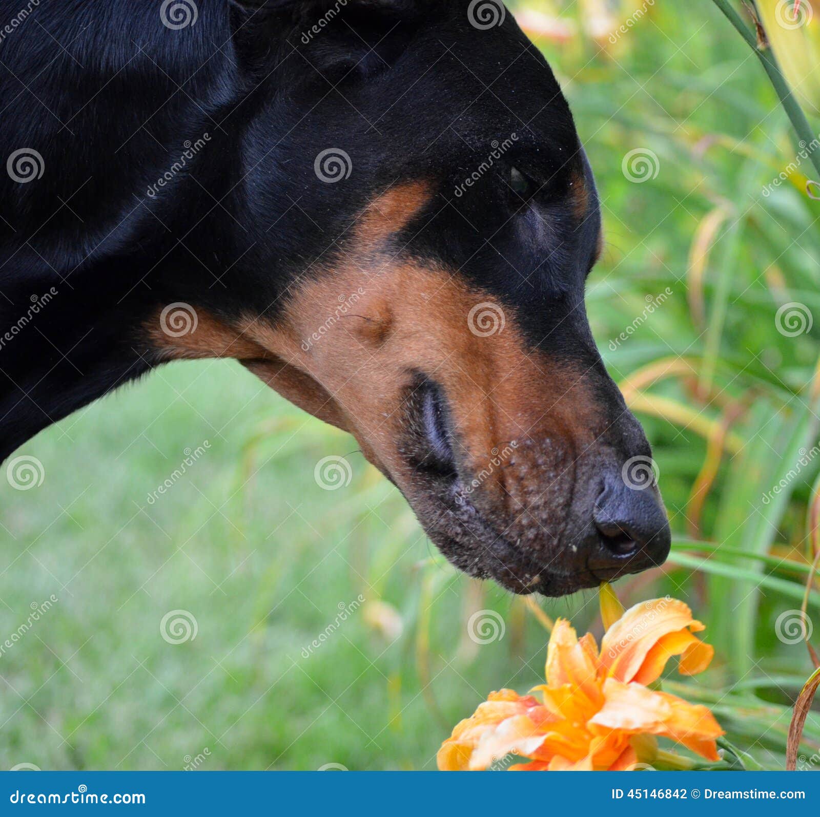 Dog smelling flower. stock photo. Image of flower, lily 45146842