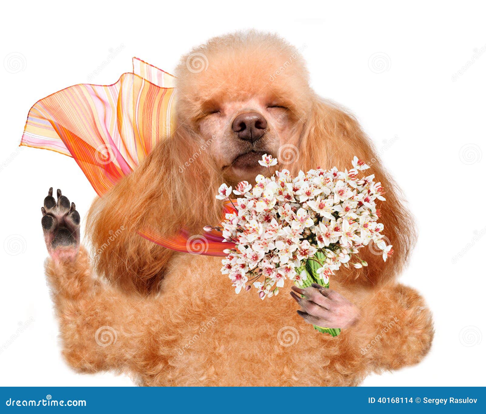 Dog smelling flowers. stock photo. Image of faithful 40168114