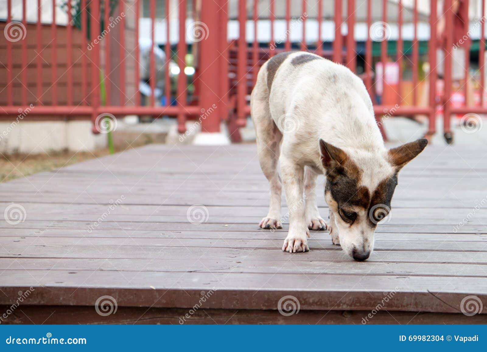 Dog smelling wood floor stock photo. Image of white, smell 69982304