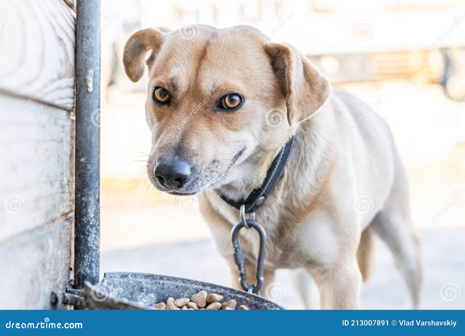 Dog Smiles and Eats Dry Food in Plates Stock Image Image of light