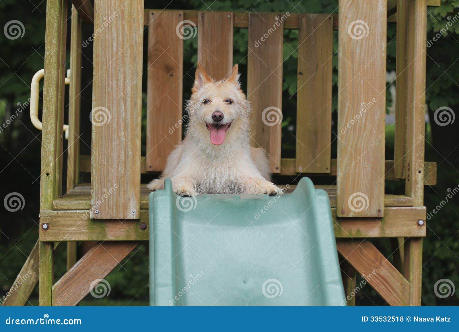 1,500+ Dog Slide Stock Photos, Pictures & Royalty-Free Images