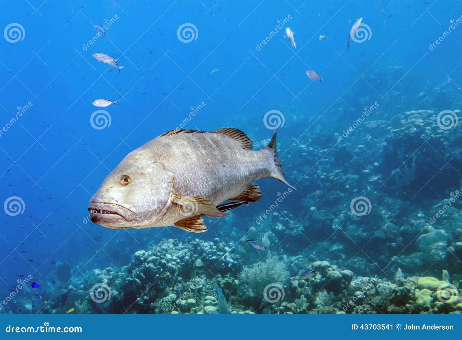 Dog snapper, Lutjanus jocu stock image. Image of soft - 43703541