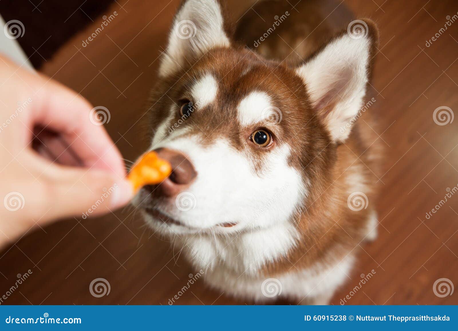 dog sniff the snack