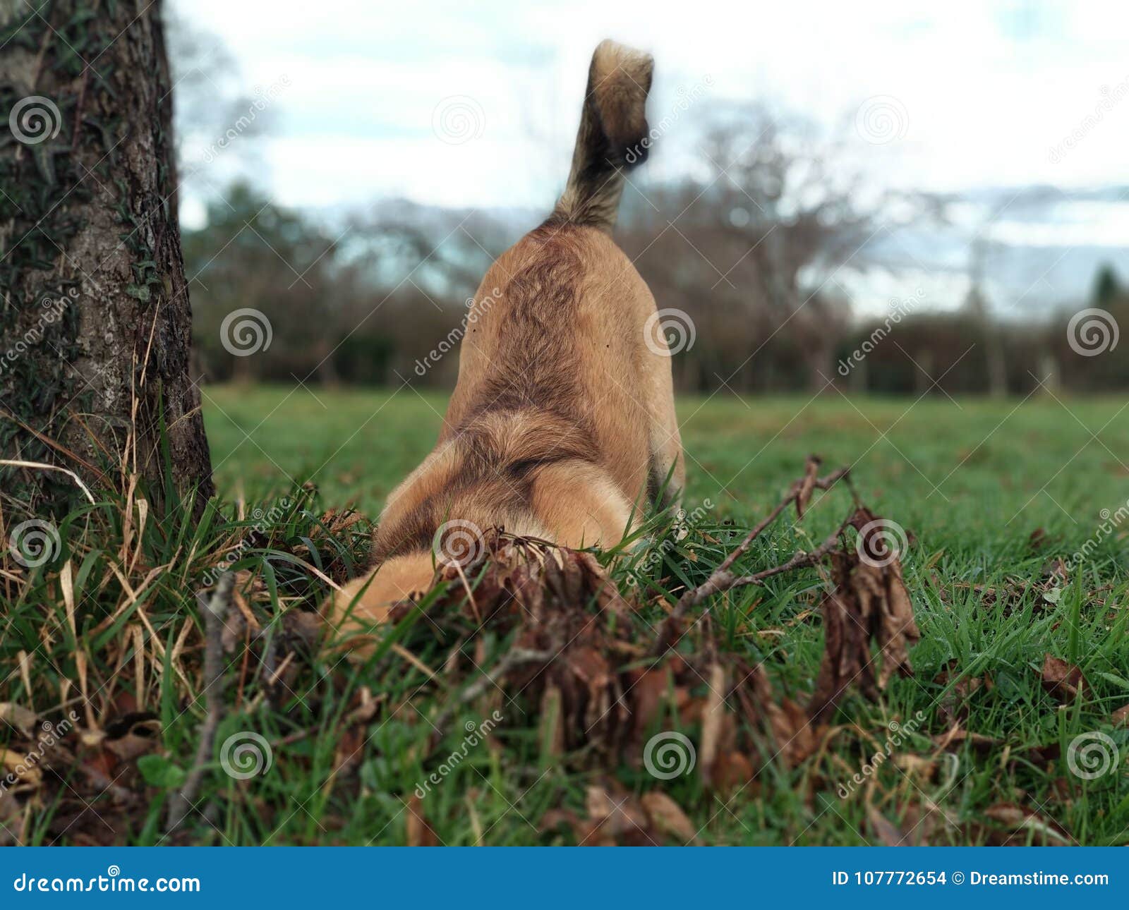 A Dog Sniffing the Ground in a Field Stock Photo Image of landscape