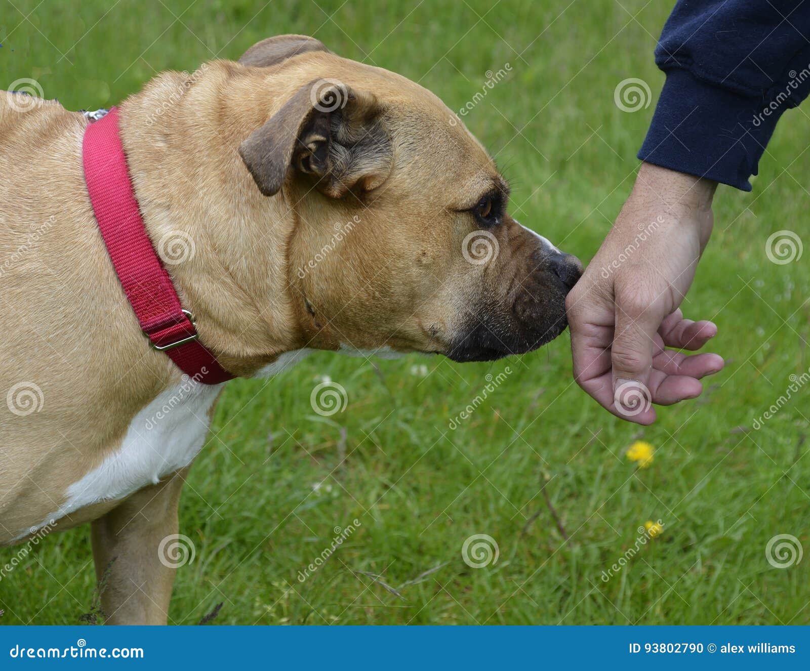 dog sniffing a persons hand