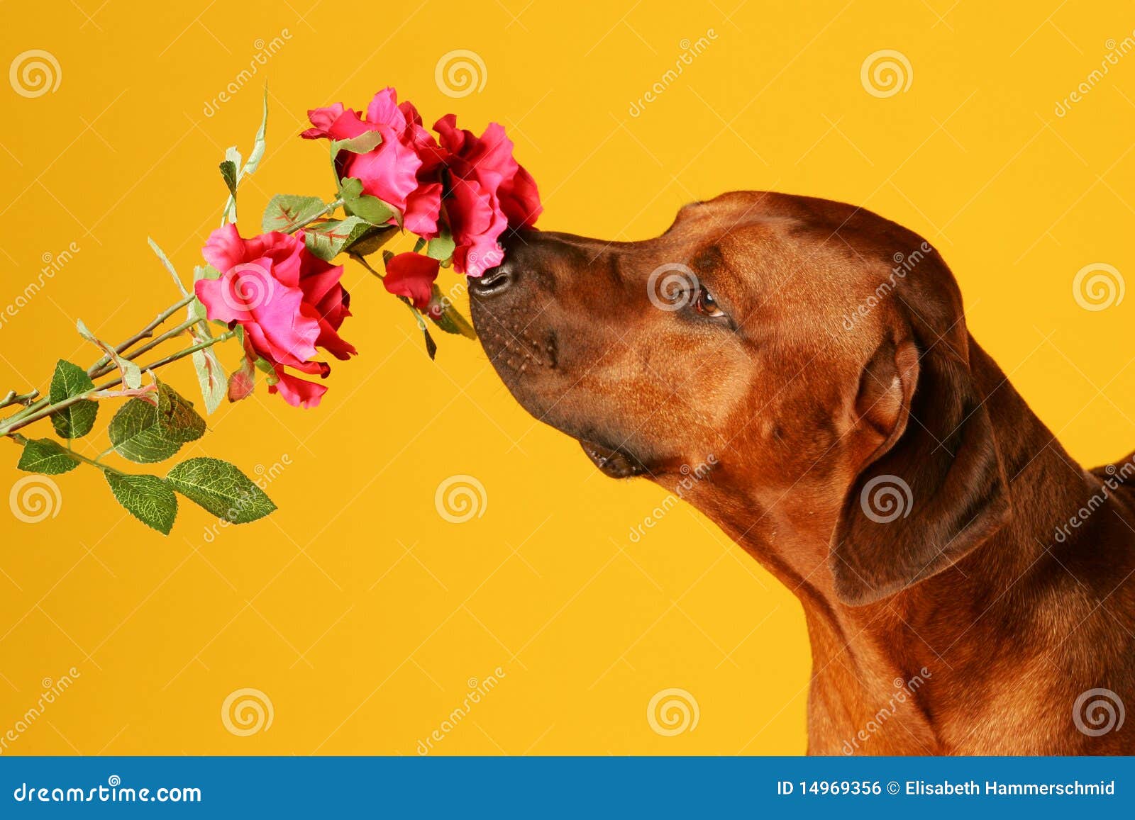 dog sniffing on a rose