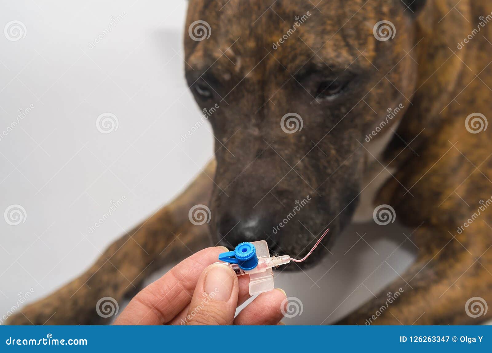 The Dog Sniffs Intravascular Catheters after Extraction Stock Image