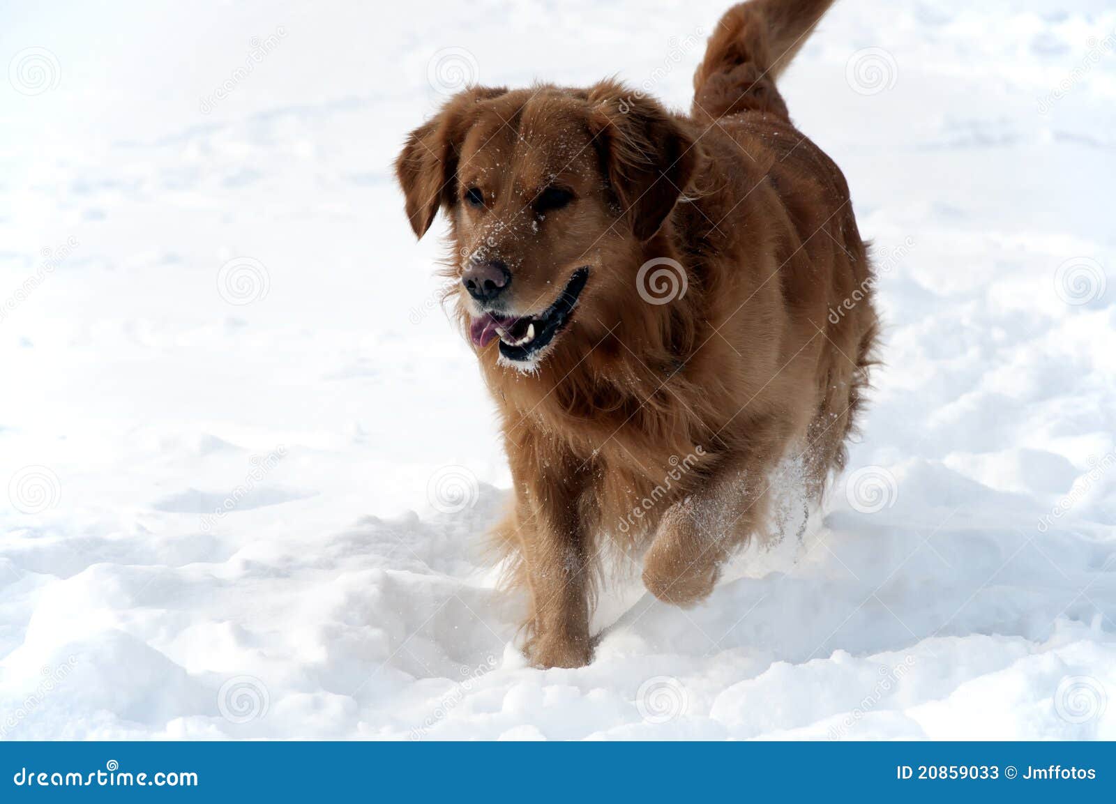 Dog in the Snow Golden Retriever Walking Stock Image Image of