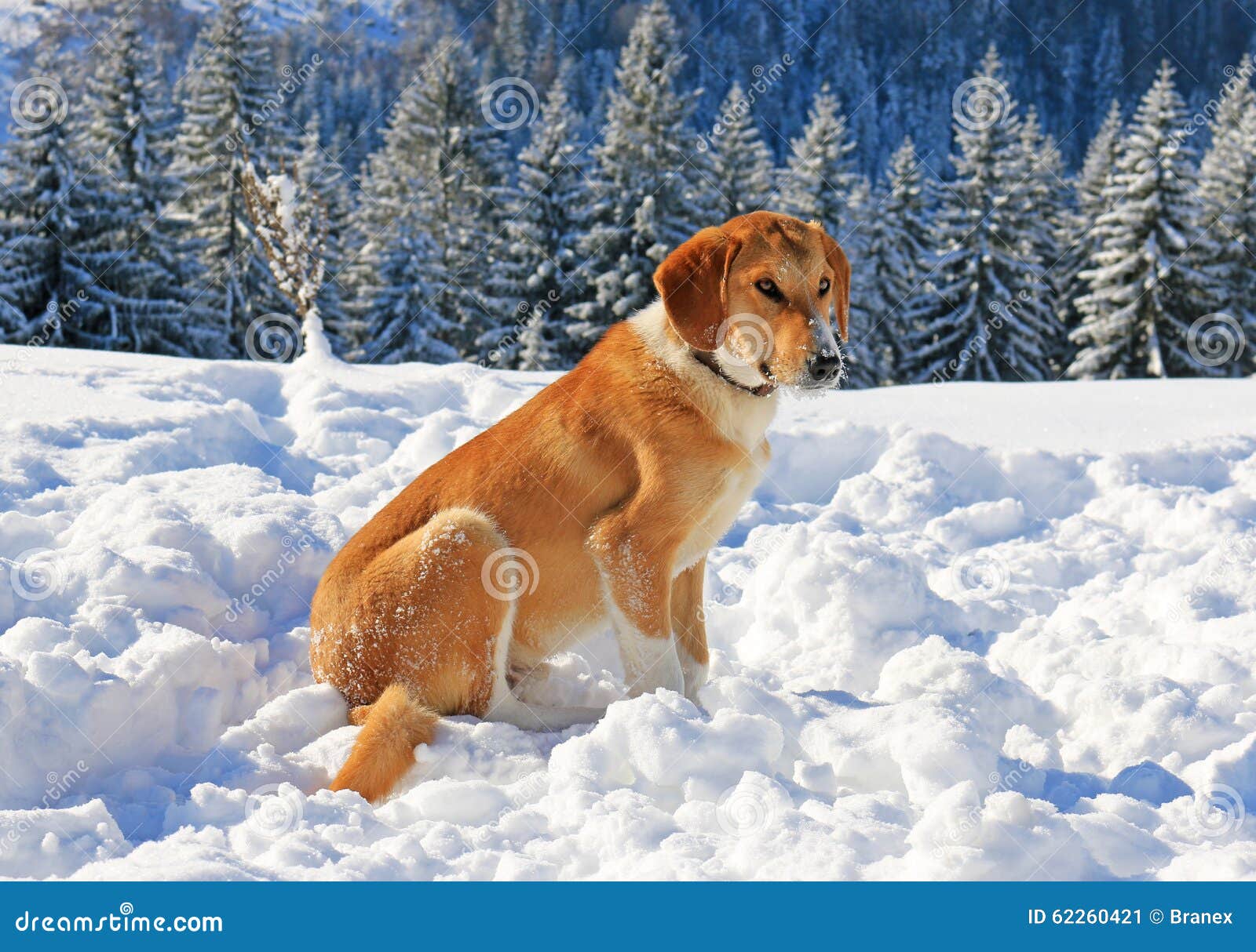 Dog in snow stock image. Image of freezing, cute, nature 62260421