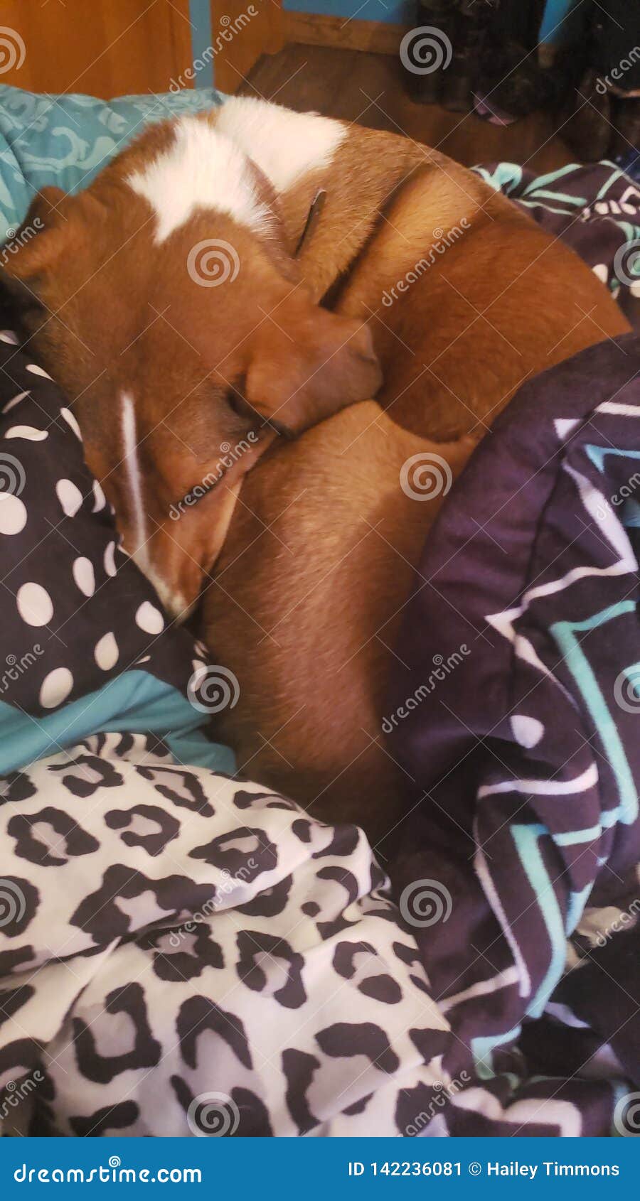 Dog snuggled and sleeping stock image. Image of sleeping 142236081
