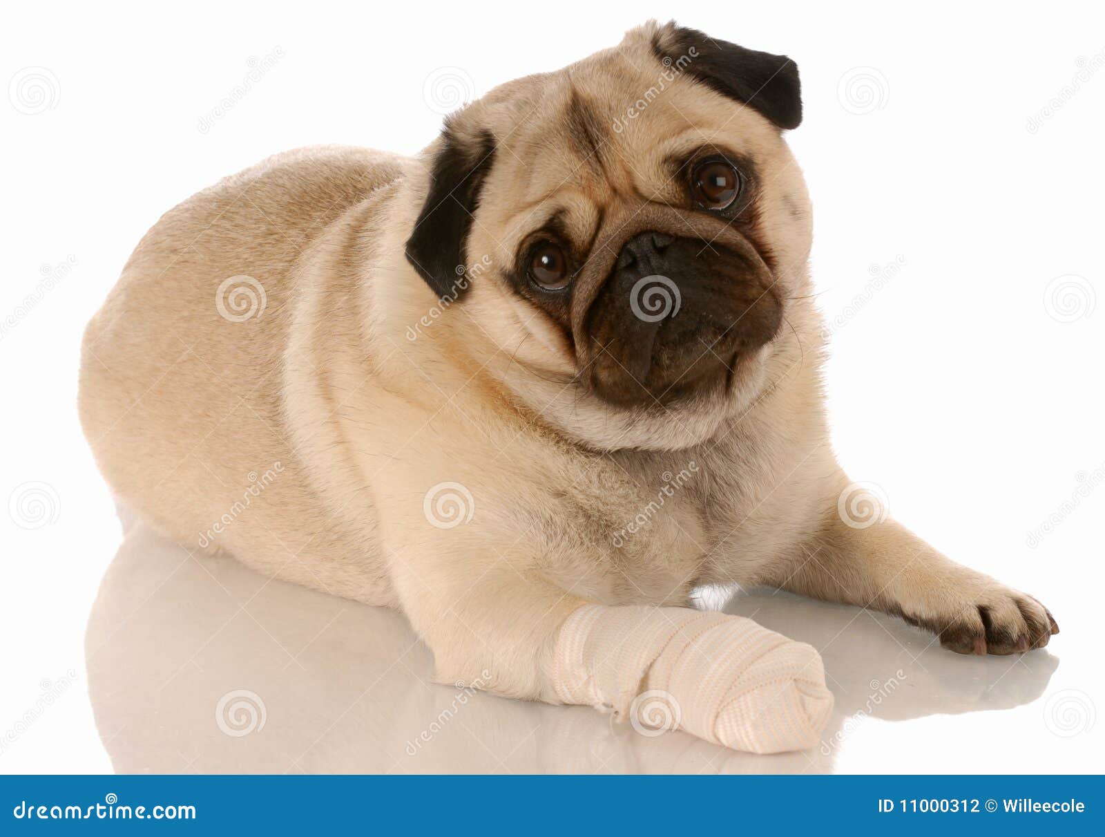 Dog With Sore Paw Stock Photo Image Of Grooming Isolated 11000312 dog-with-sore-paw-stock-photo-image-of-grooming-isolated-11000312