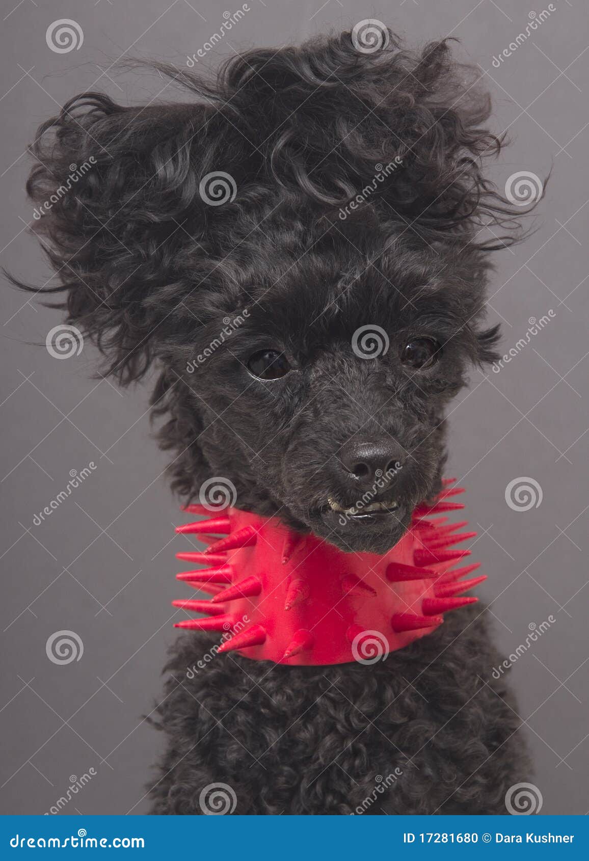 dog in spiky collar