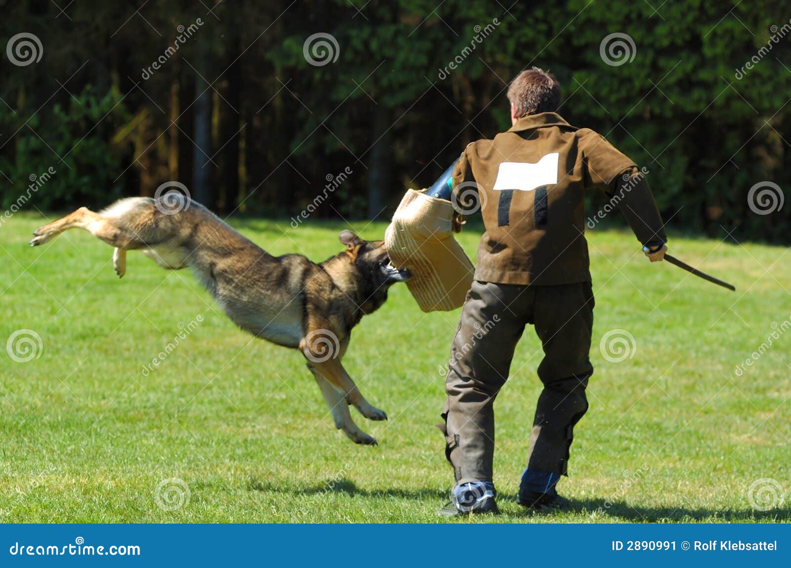 Dog sport stock image. Image of sport, shepherd, pants 2890991