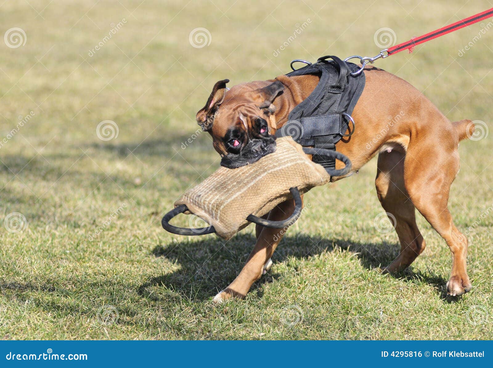 Dog sport stock photo. Image of brown, training, friend 4295816