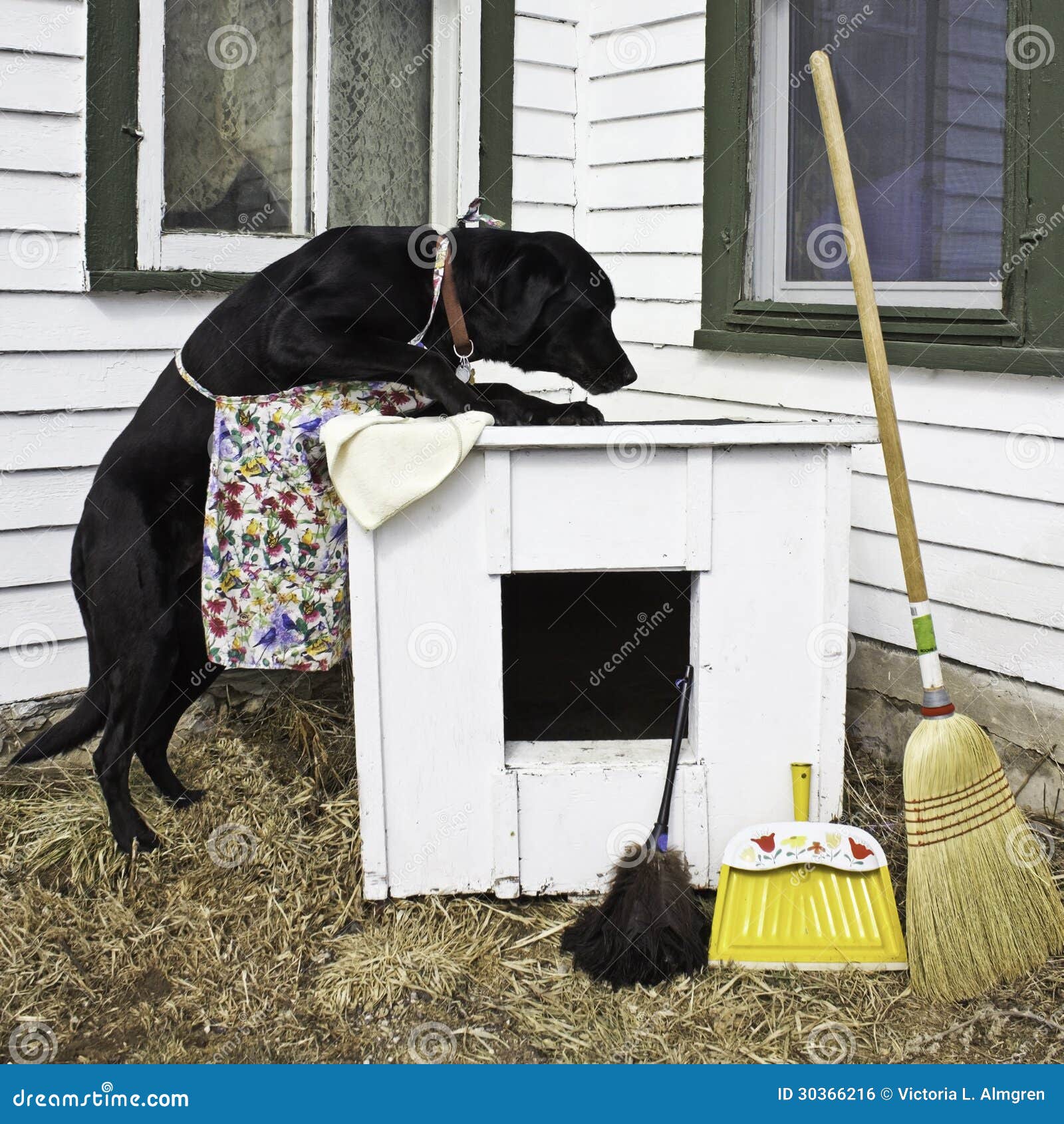 Dog Spring Cleaning The Dog House Royalty Free Stock Image - Image: 303662161300 x 1390