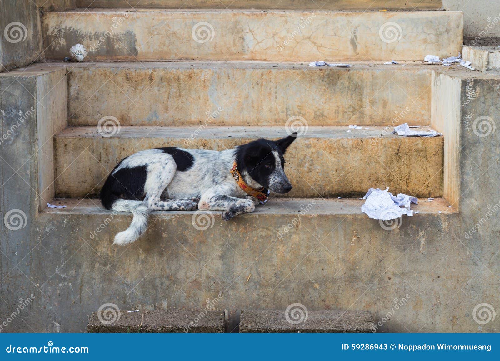 Dog on the stair stock image. Image of domestic, cute 59286943