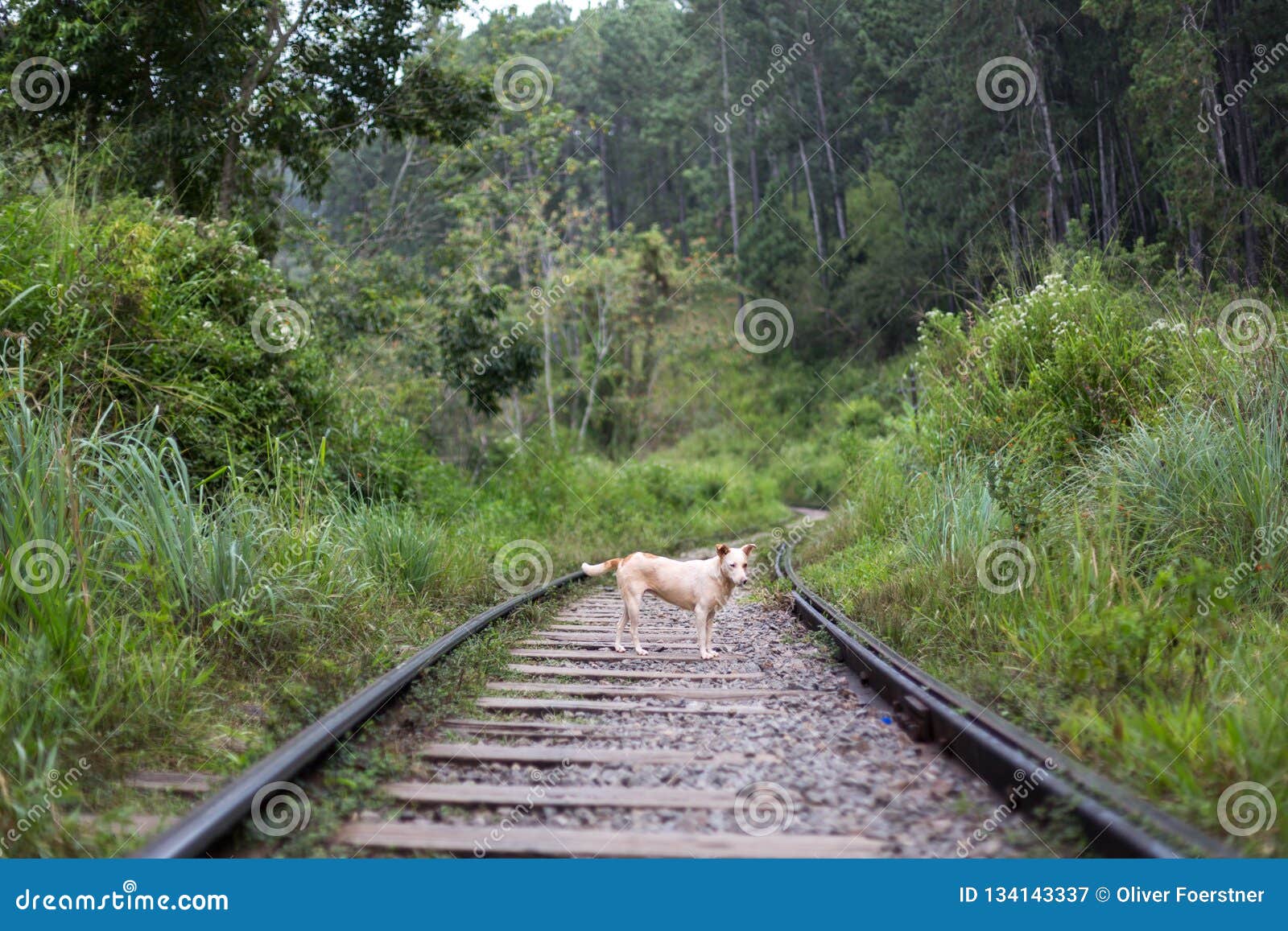 Child And Dogs On Train Tracks Stock Image - Image of 