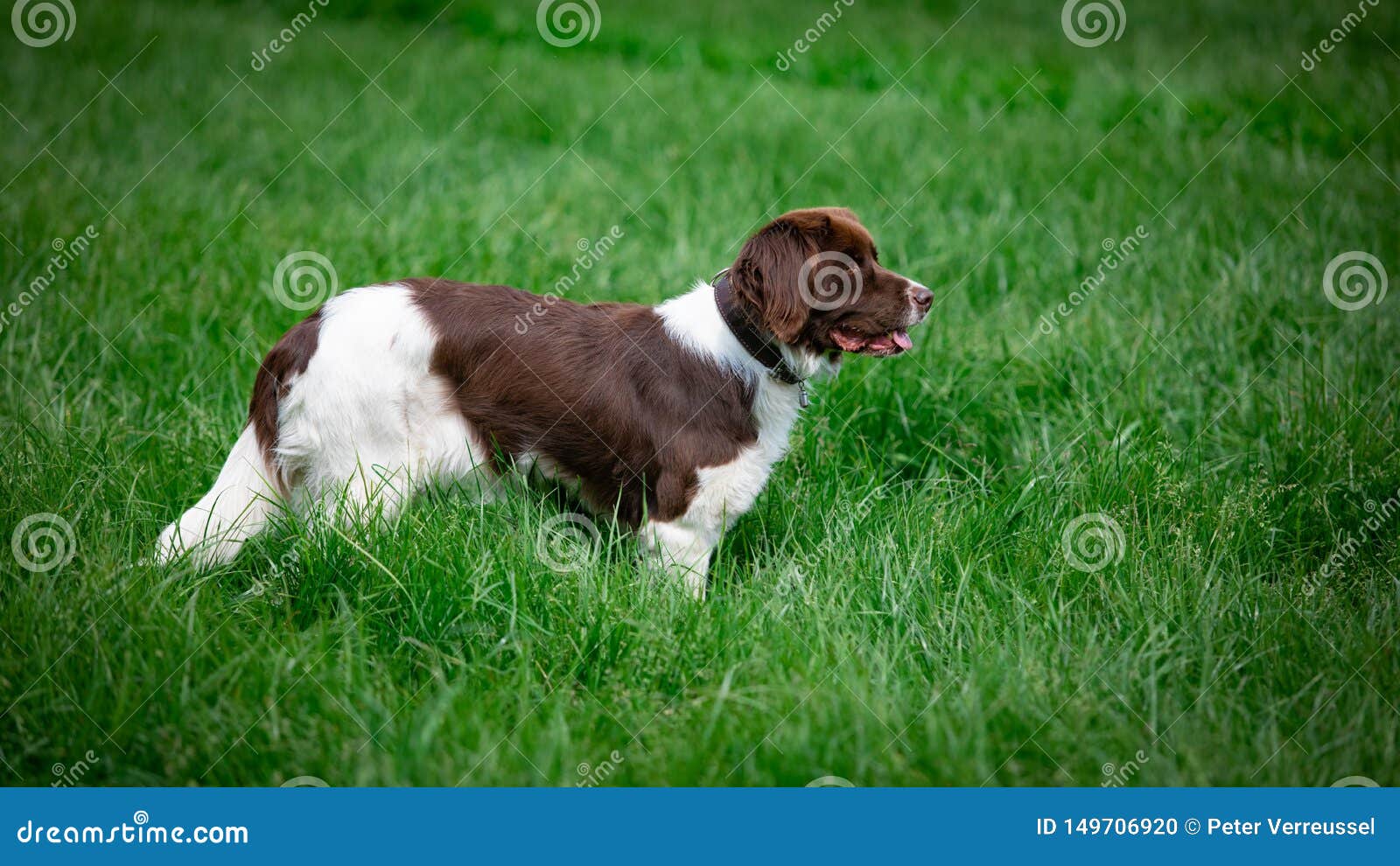 dog standing on the watch in meadow
