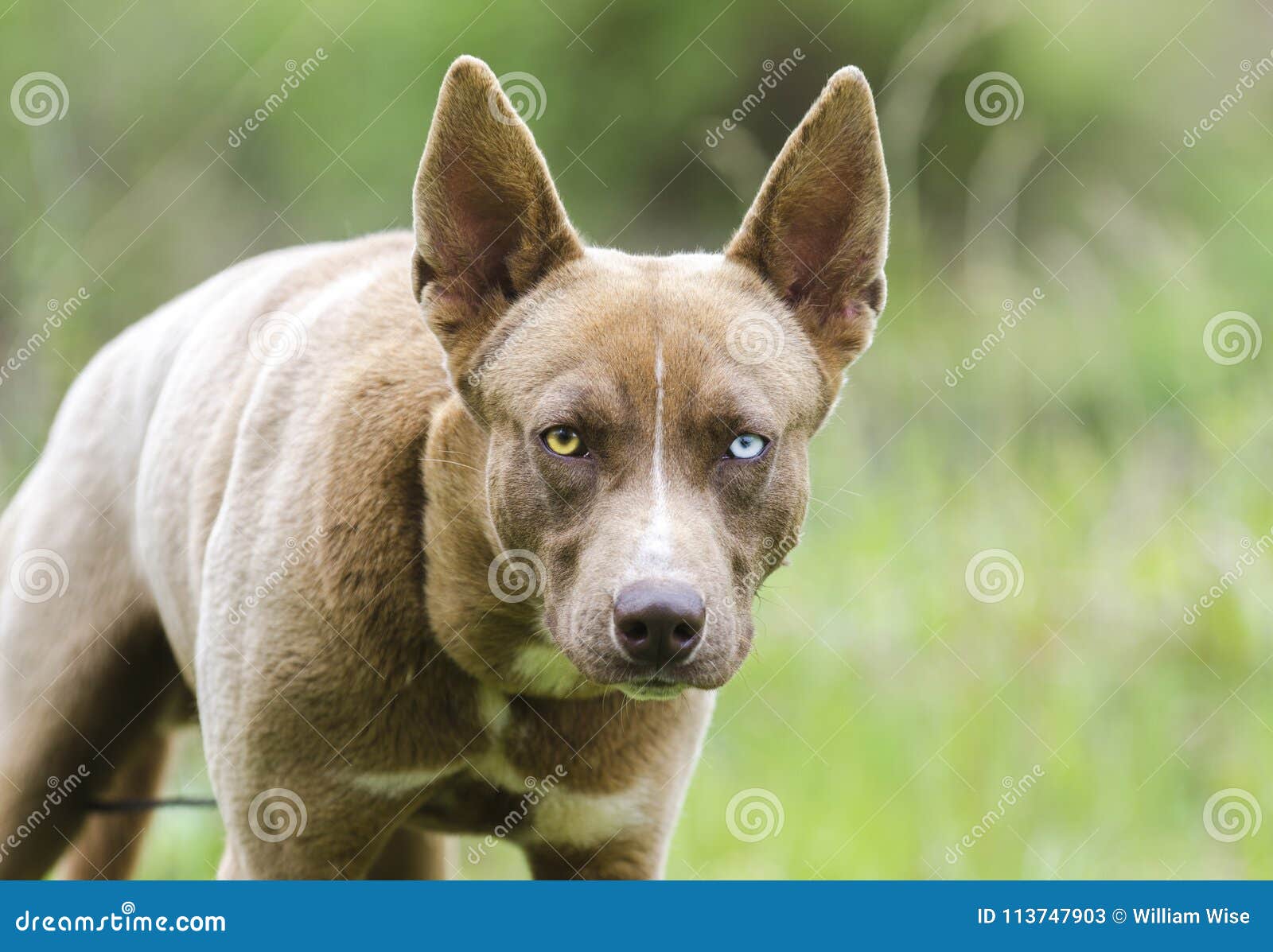 Dog Stare Pharaoh Hound Husky Mix Dog With One Blue Eye Stock Image Image Of Chocolate Harness 113747903