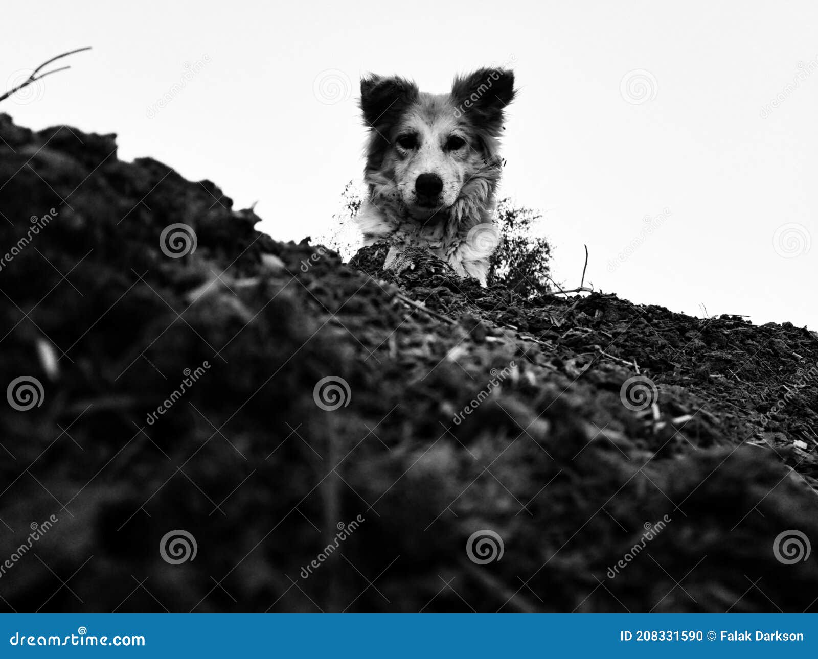 Dog staring at me stock photo. Image of monochrome, puppy 208331590