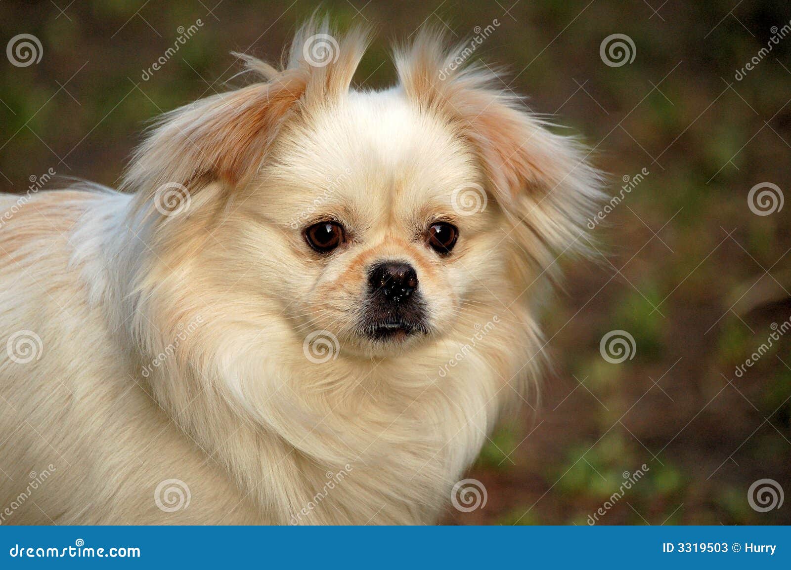 A dog, staring at me stock image. Image of black, outdoors 3319503