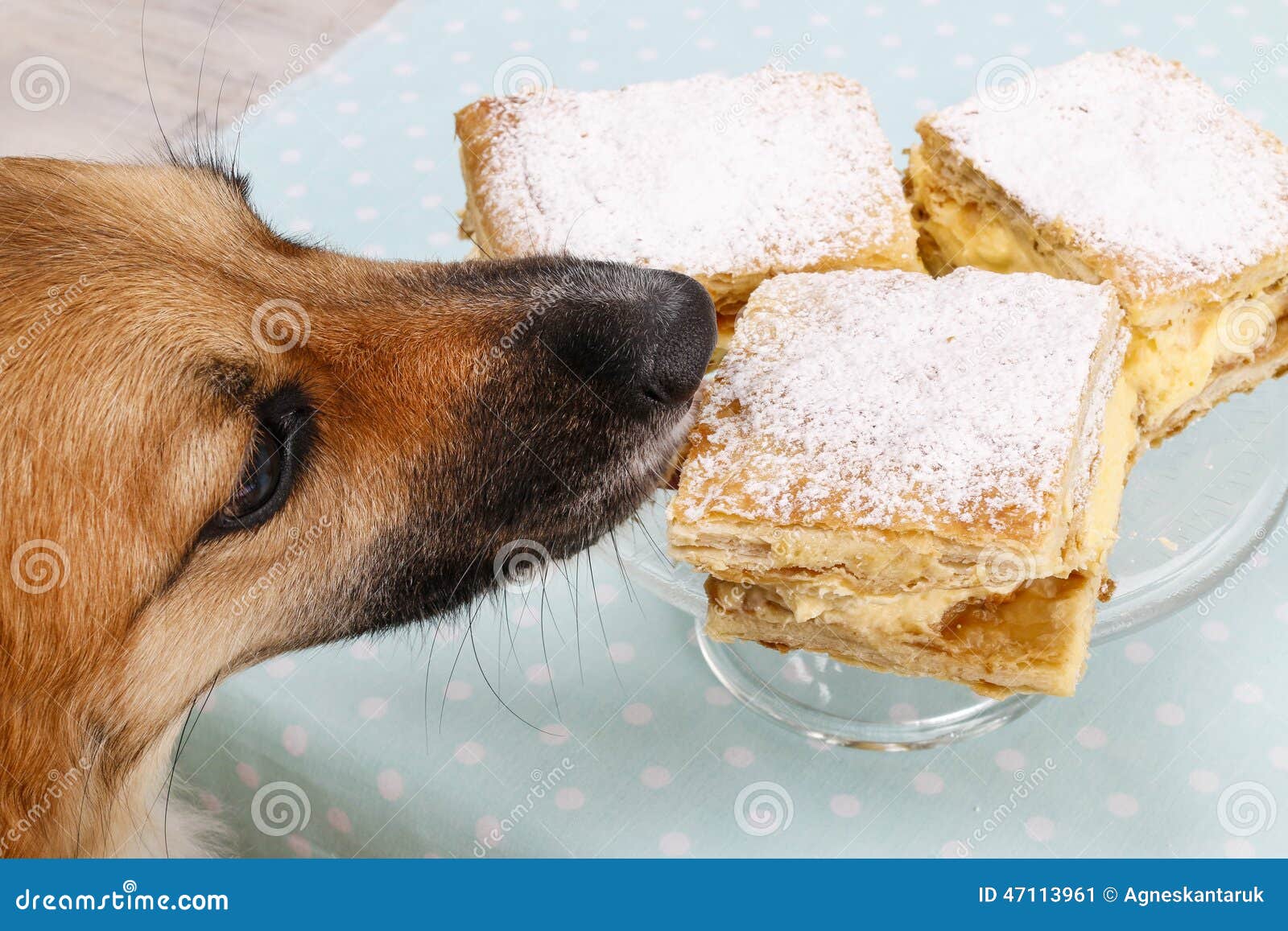 Dog stealing a cake stock image. Image of cloth, clever 47113961