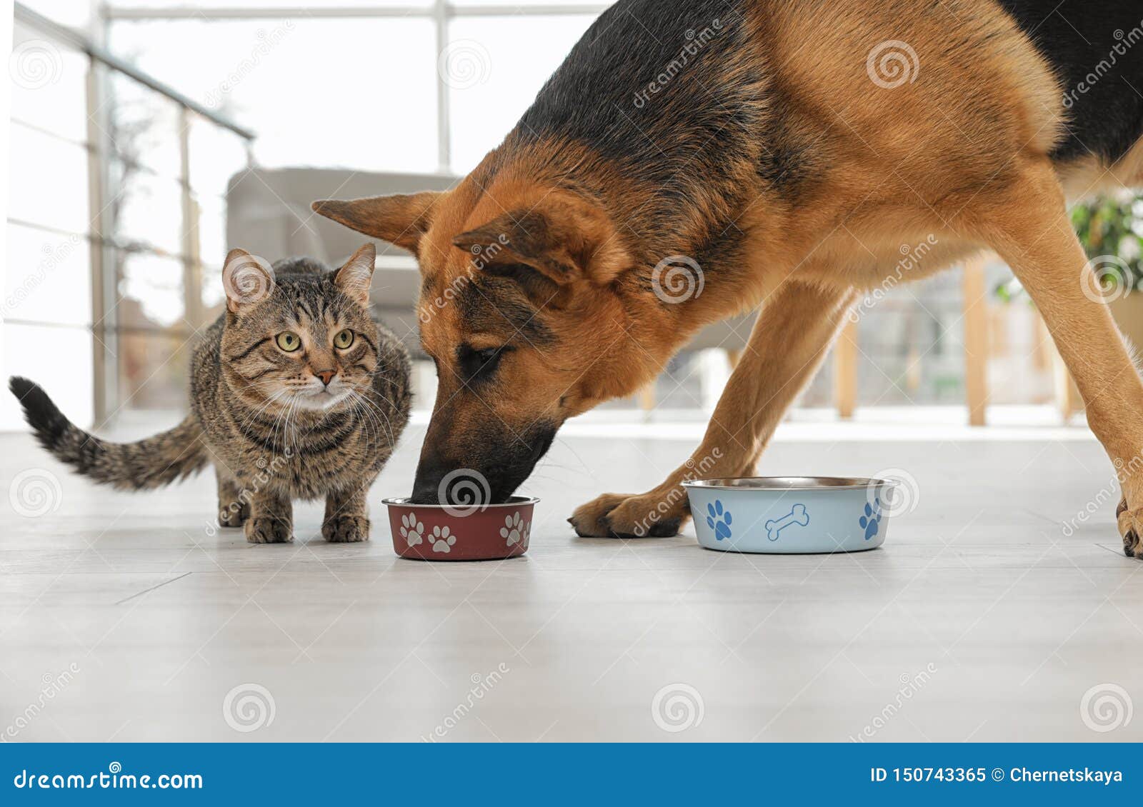 dog stealing food from cat`s bowl on floor indoors