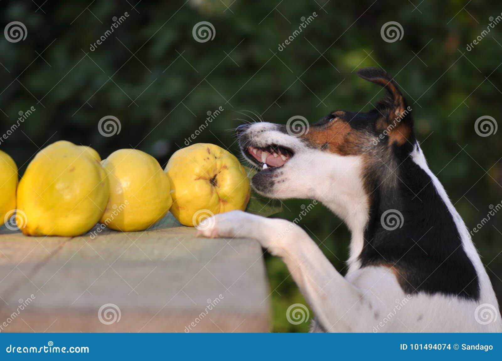 Dog stealing food stock photo. Image of eyes, ears, fresh 101494074