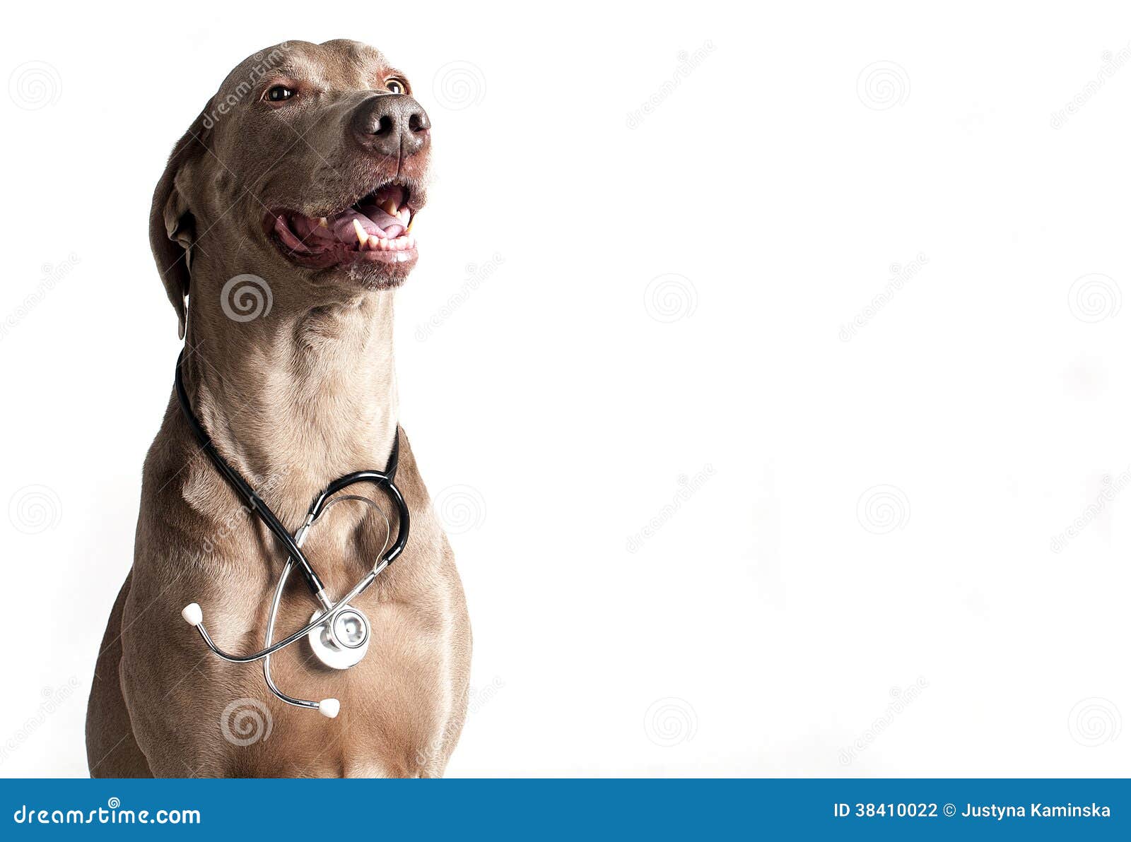 Dog with stethoscope stock photo. Image of treatment 38410022