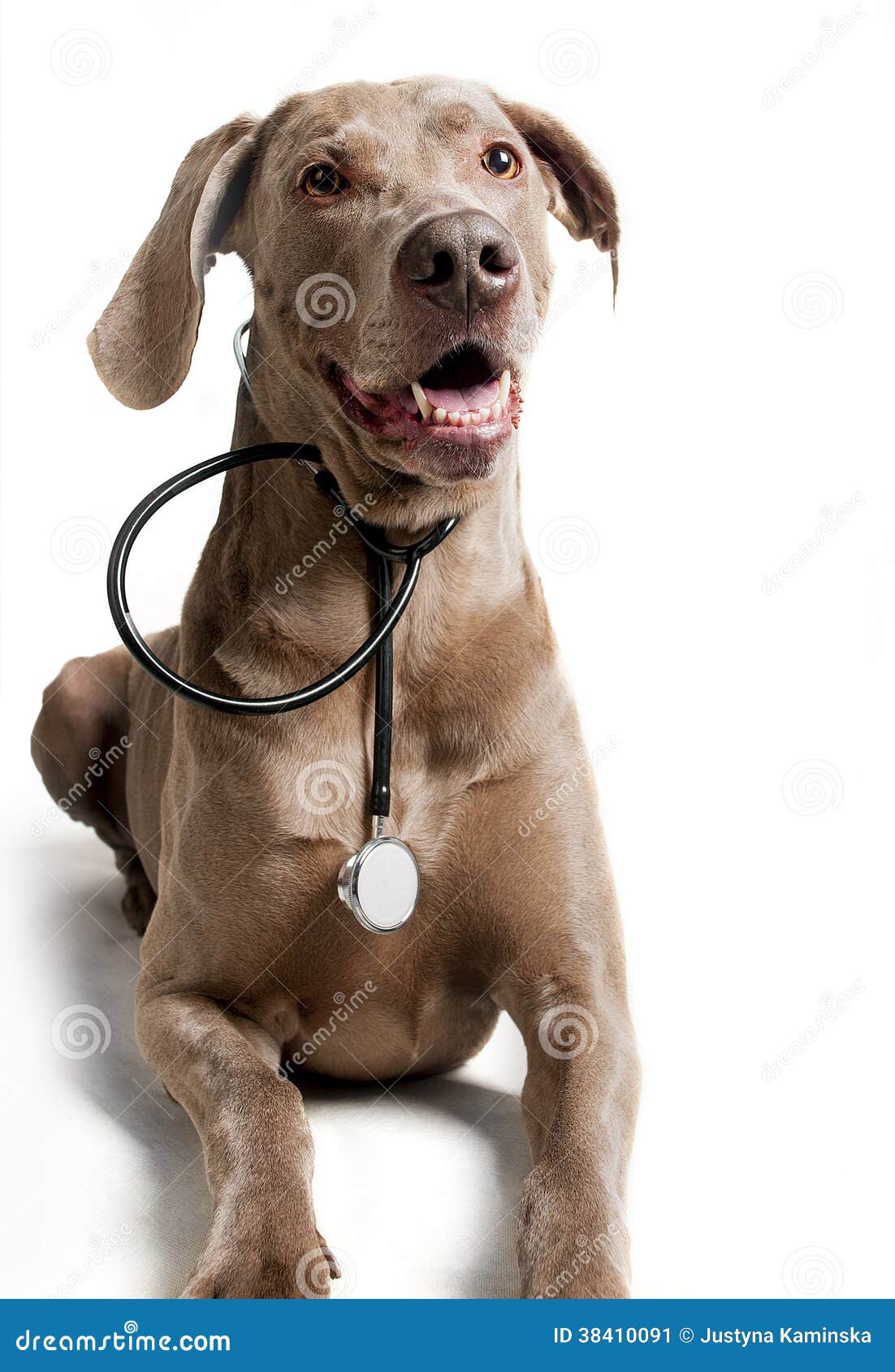 Dog with stethoscope stock image. Image of isolated, breeding 38410091