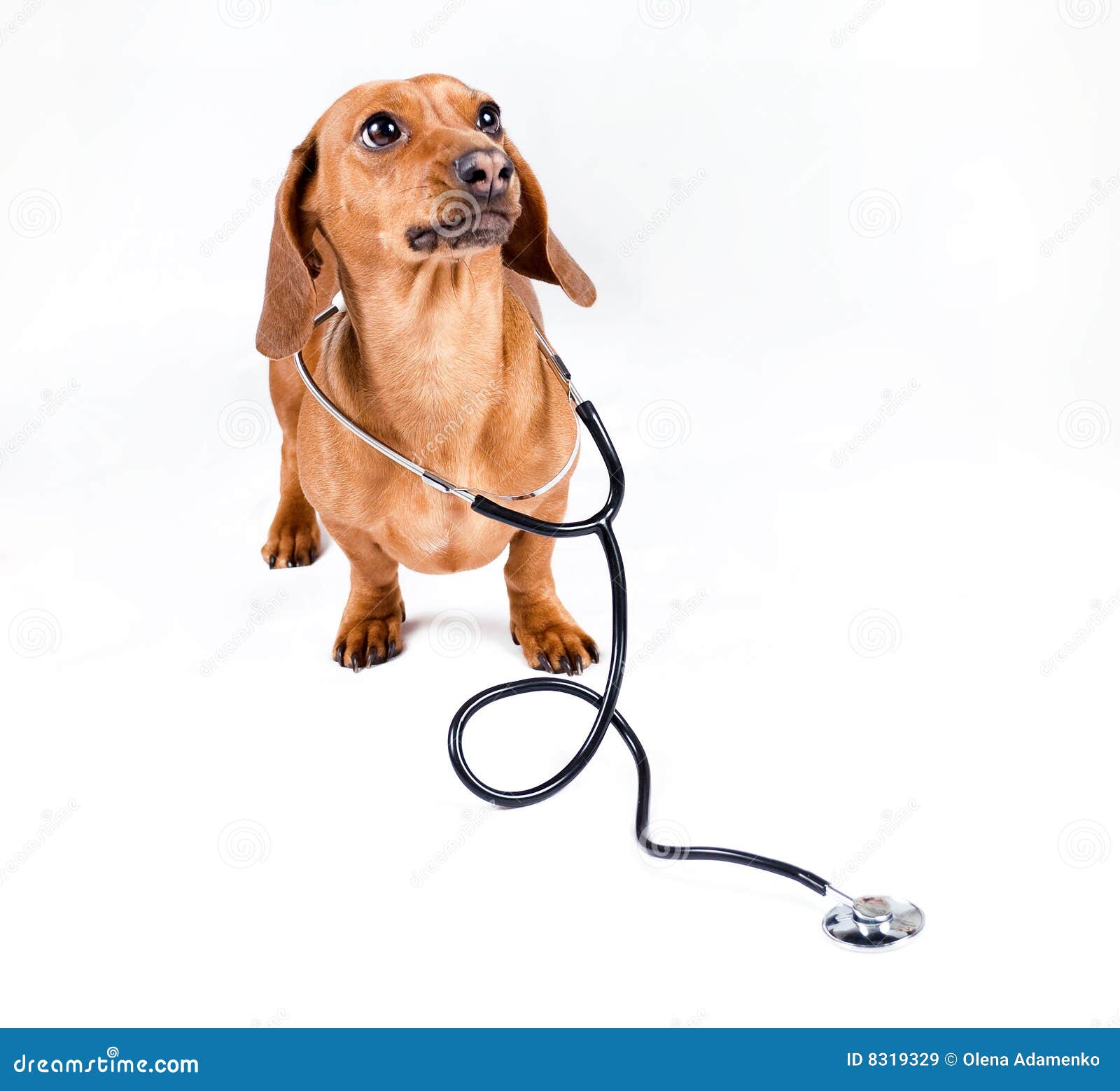Dog With Stethoscope Royalty Free Stock Images Image 8319329