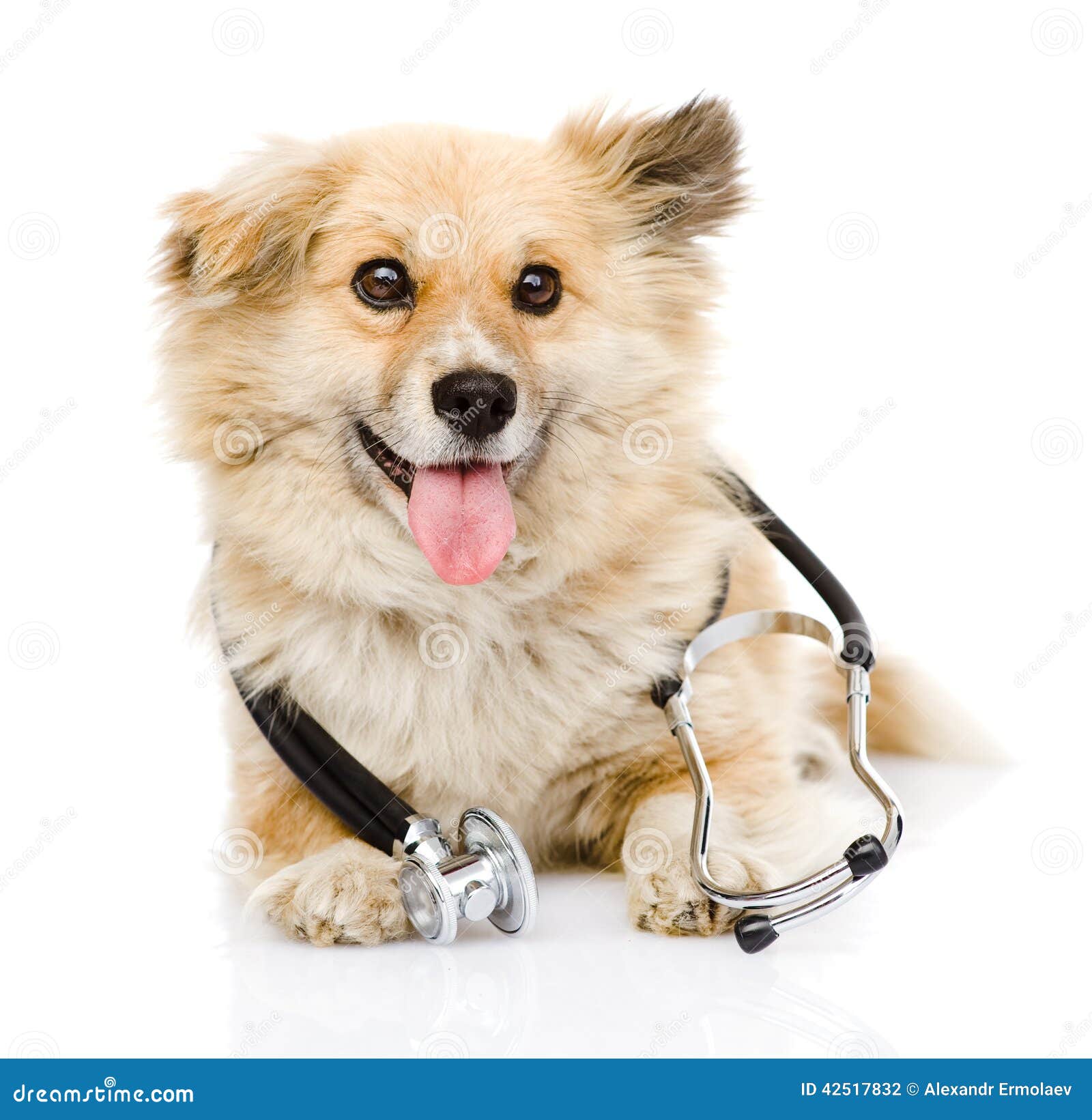 Dog with a Stethoscope on His Neck. Isolated on Wh Stock Photo Image