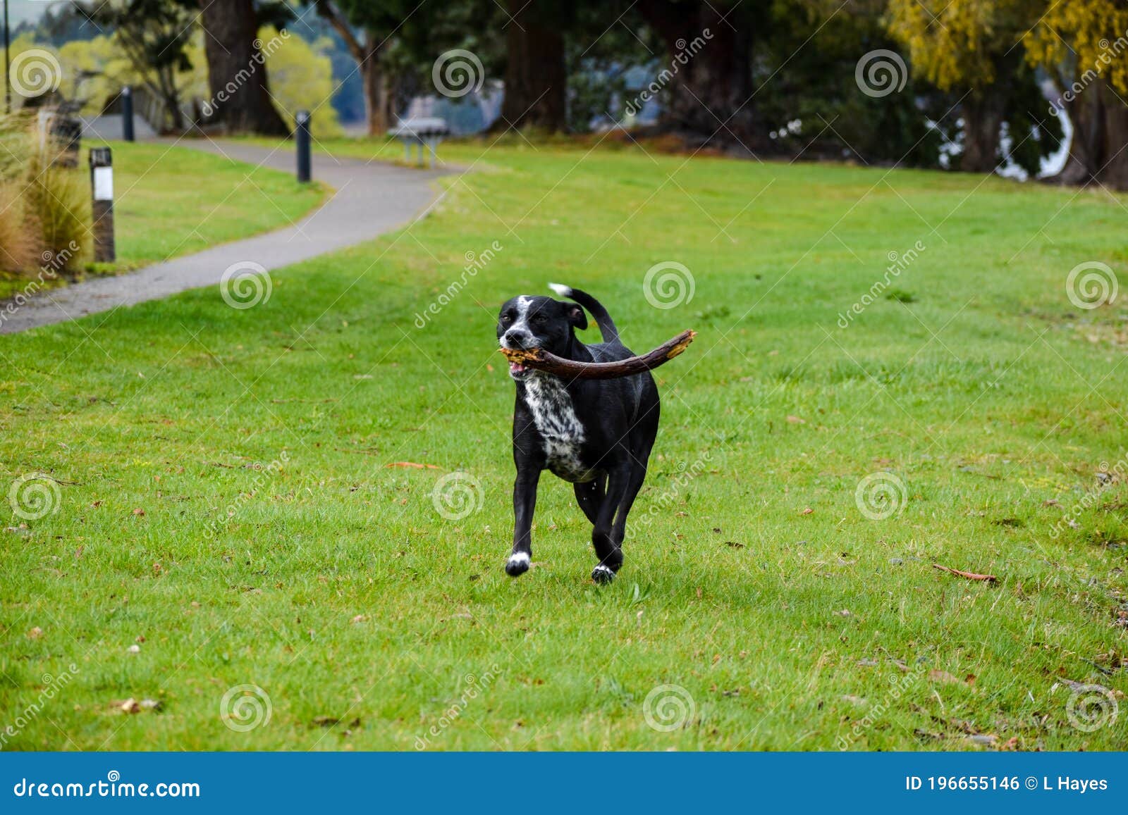 Dog with a stick stock photo. Image of animal, lawn 196655146