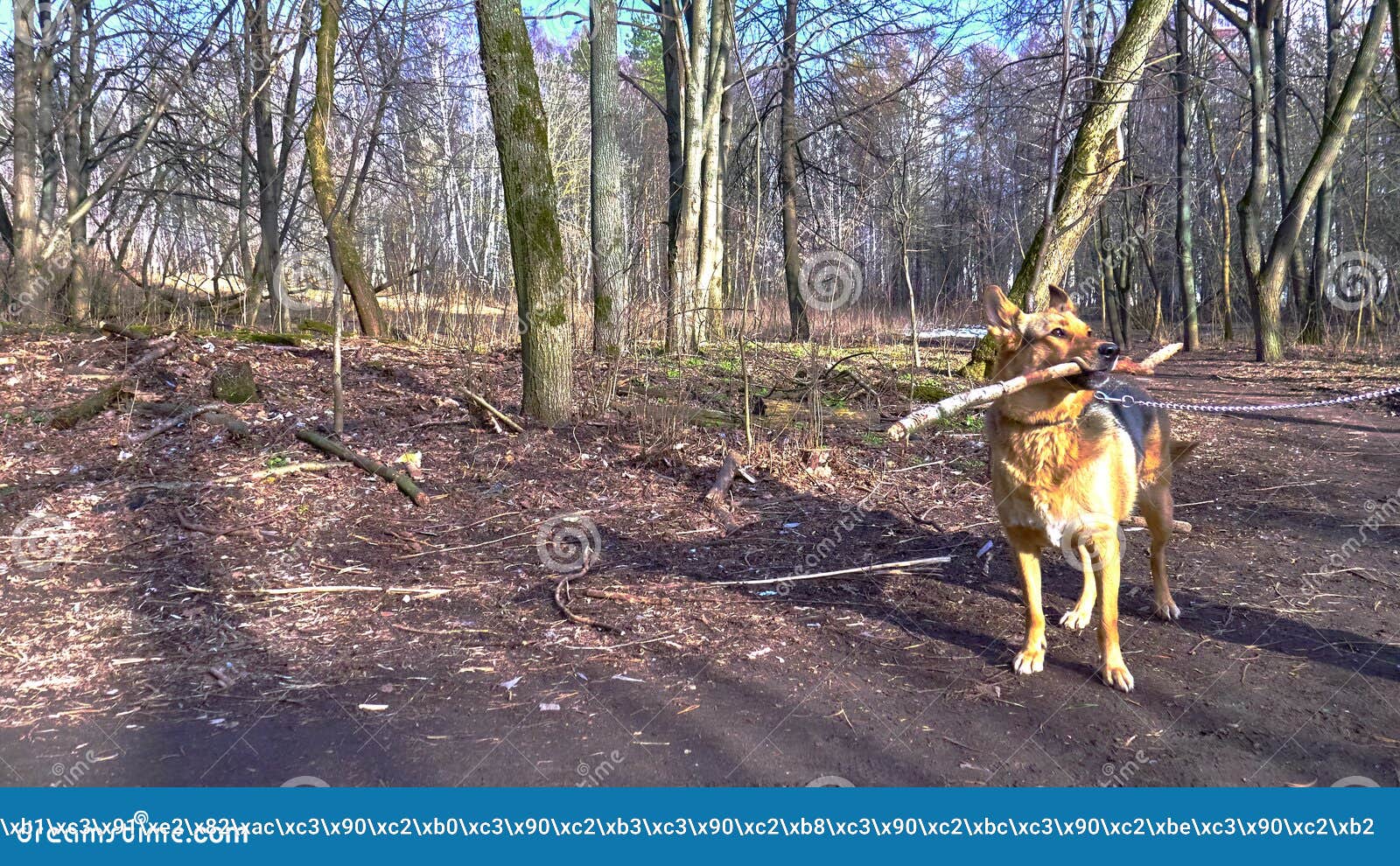 Dog with a Stick in His Teeth Stock Image - Image of funny, beach