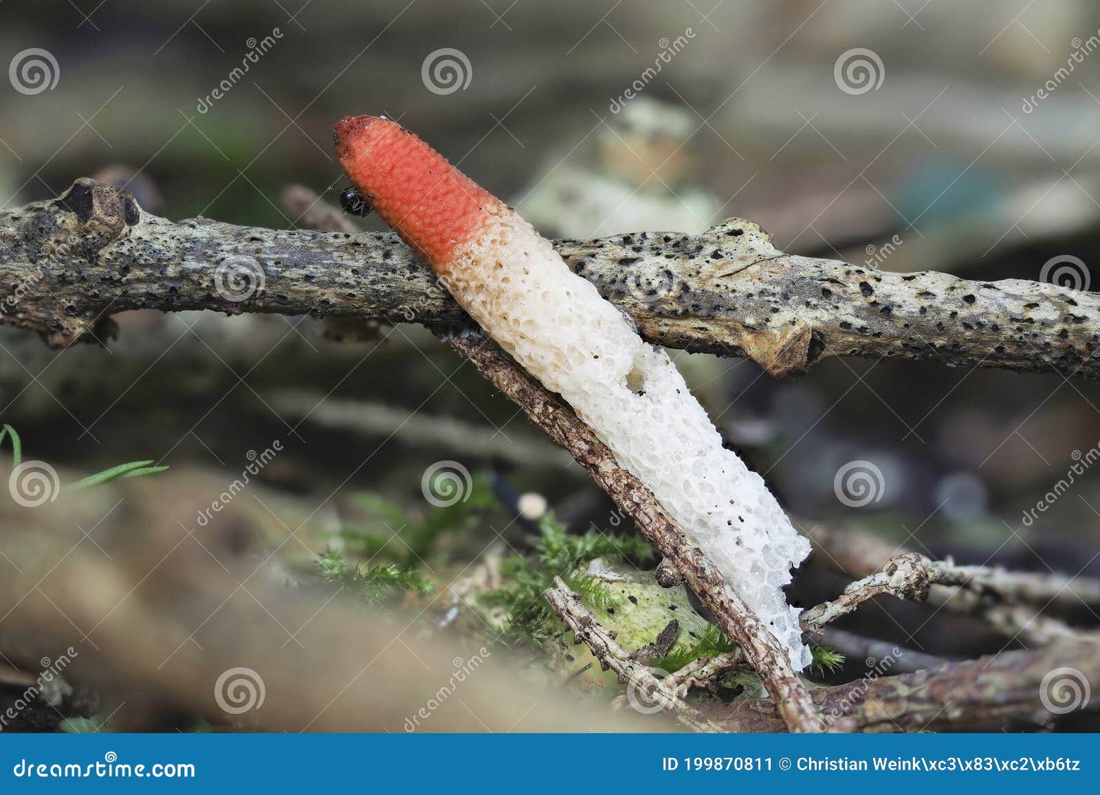 the dog stinkhorn mutinus caninus is an inedible mushroom