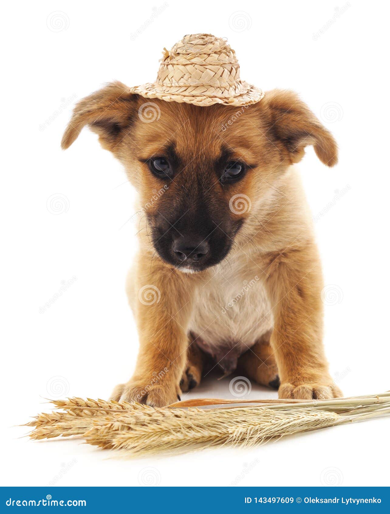 Dog in a straw hat stock image. Image of cute, fashion 143497609
