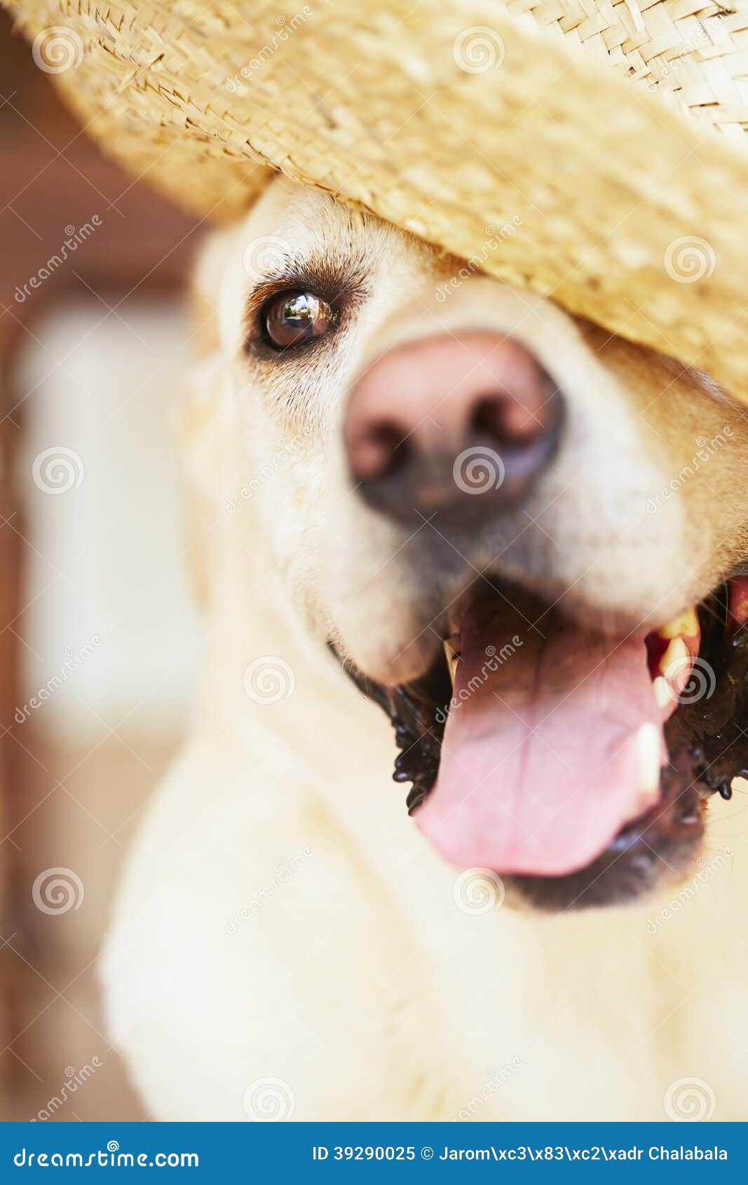 Dog with straw hat stock image. Image of sweet, wait 39290025