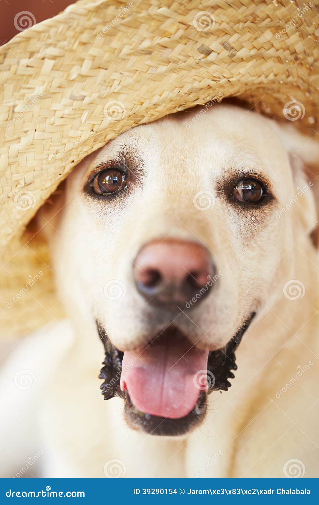 Dog with straw hat stock photo. Image of alone, pedigree 39290154