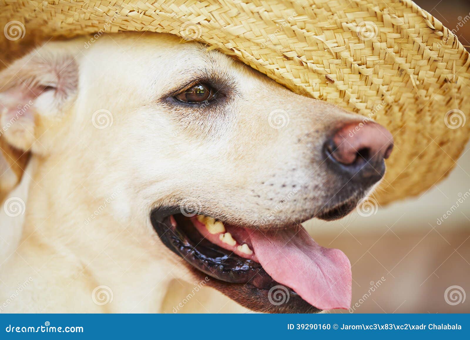 Dog with straw hat stock photo. Image of vacation, head 39290160