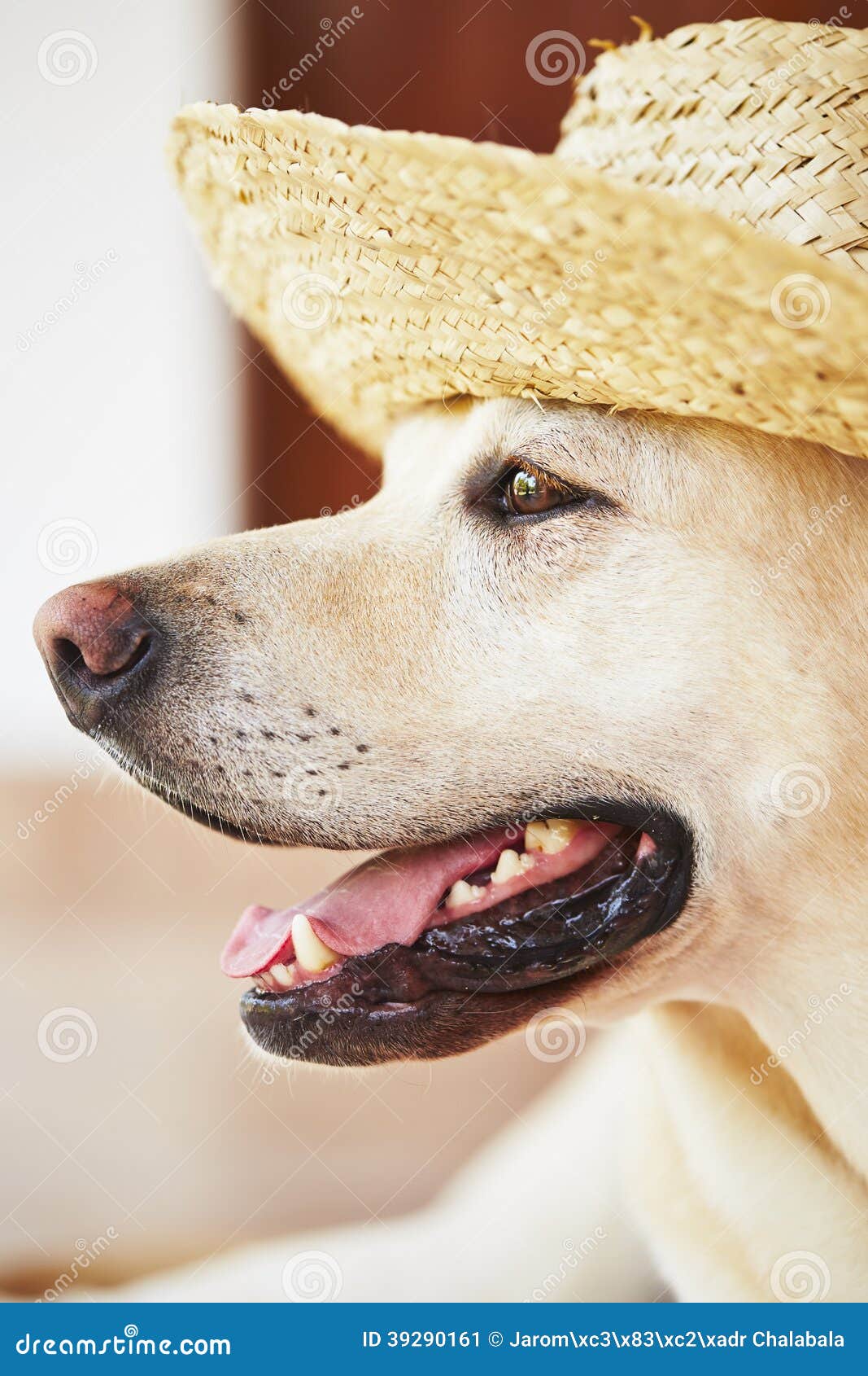 Dog with straw hat stock image. Image of cheerful, happiness 39290161