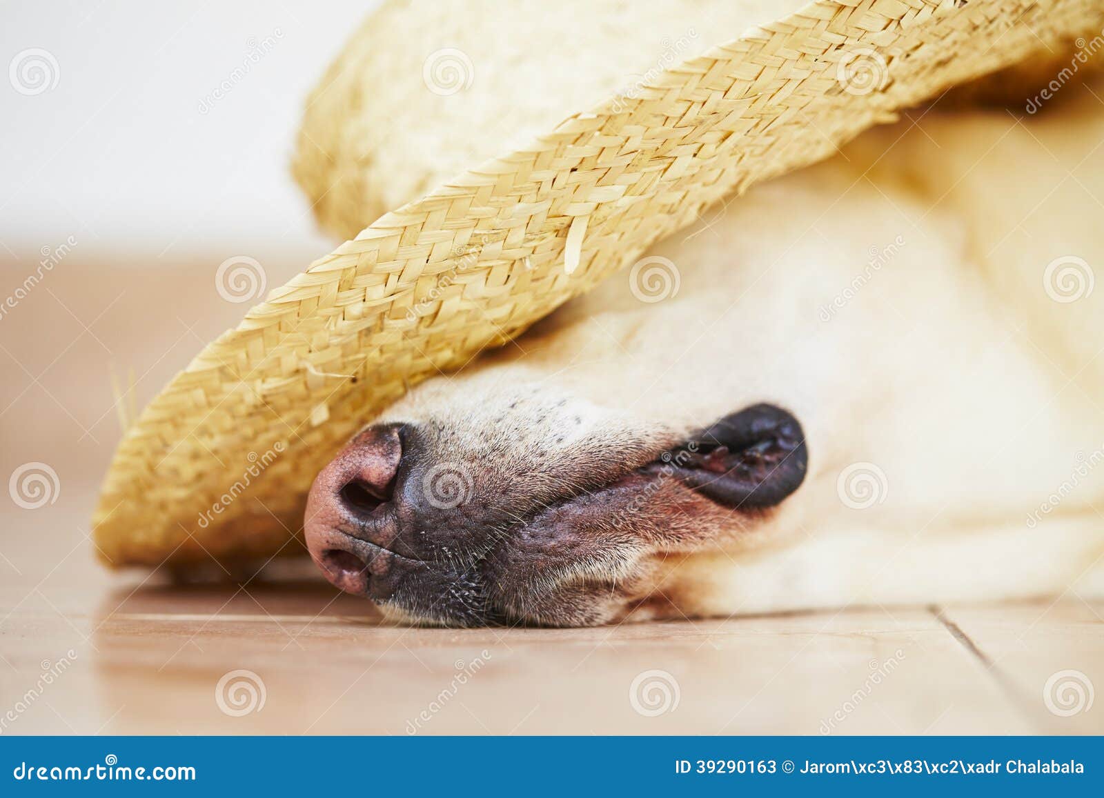 Dog with straw hat stock image. Image of pedigree, headwear 39290163