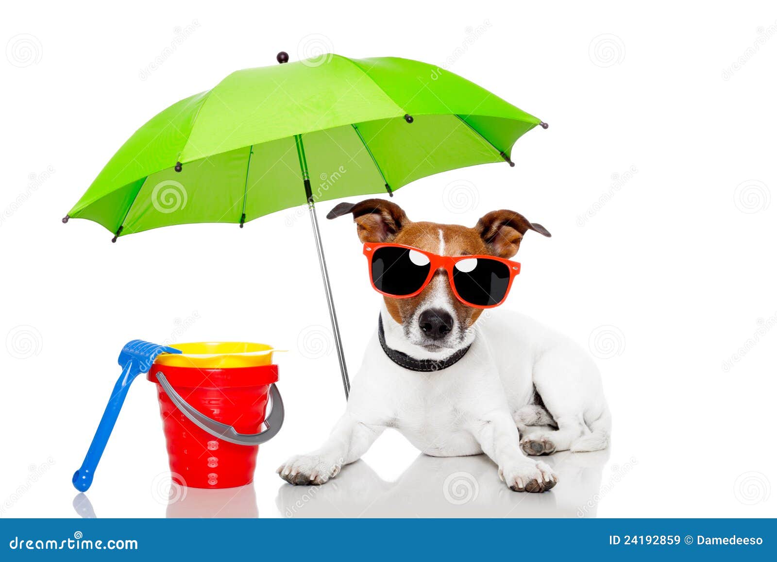 dog sunbathing with umbrella
